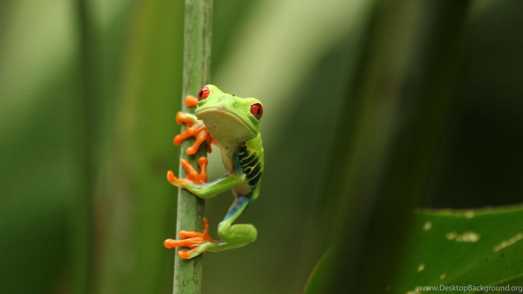 Cute Frog iPhone Wallpapers Top Free Cute Frog iPhone Backgrounds WallpaperAccess