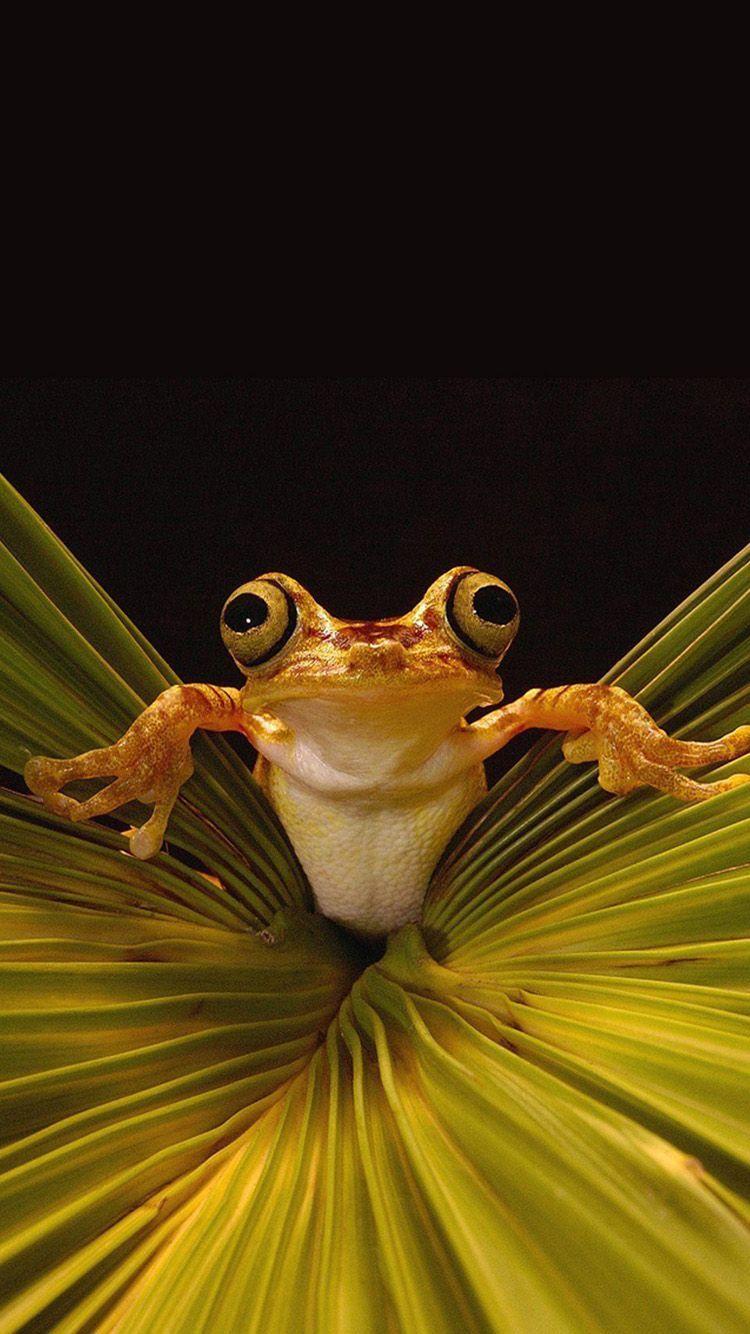 Cute Frog iPhone Wallpapers Top Free Cute Frog iPhone Backgrounds WallpaperAccess