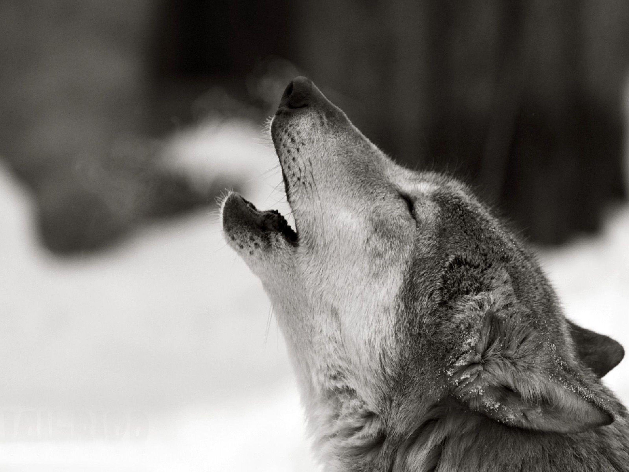 Black Wolf Howling Wallpapers Top Free Black Wolf Howling Backgrounds