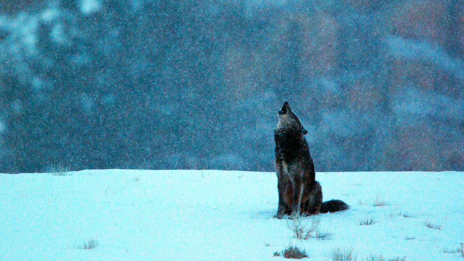 Black Wolf Howling Wallpapers Top Free Black Wolf Howling Backgrounds