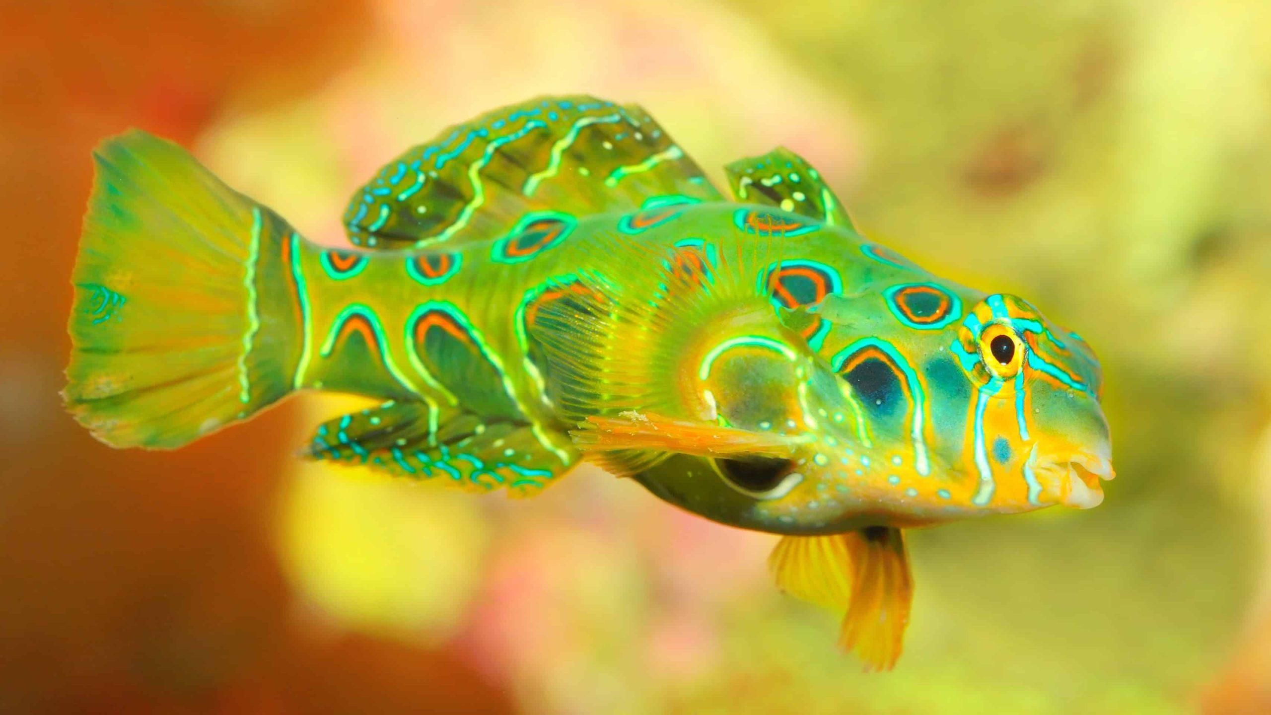 Mandarin Fish Wallpapers Top Free Mandarin Fish Backgrounds