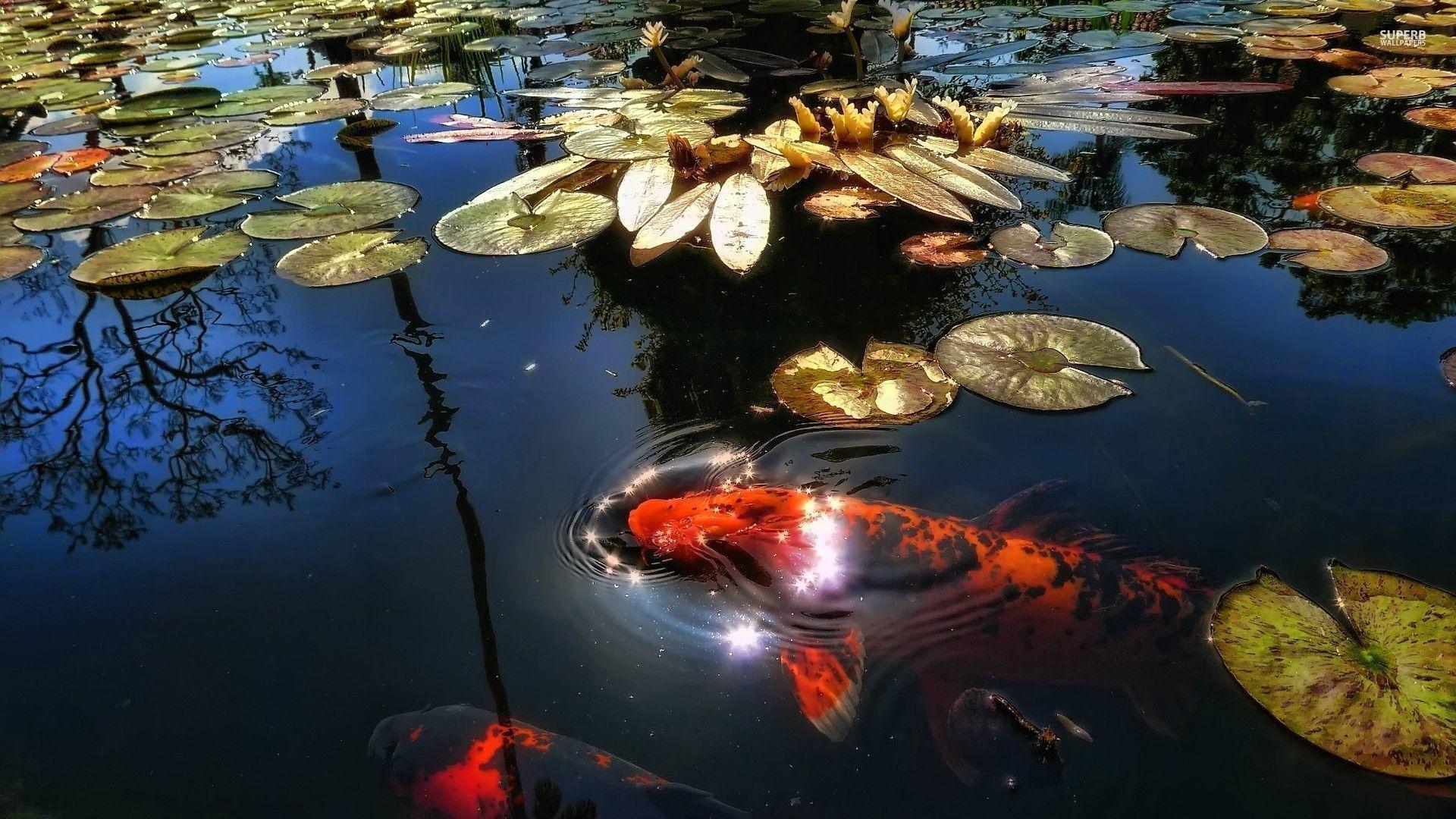Koi Pond Wallpapers Top Free Koi Pond Backgrounds WallpaperAccess