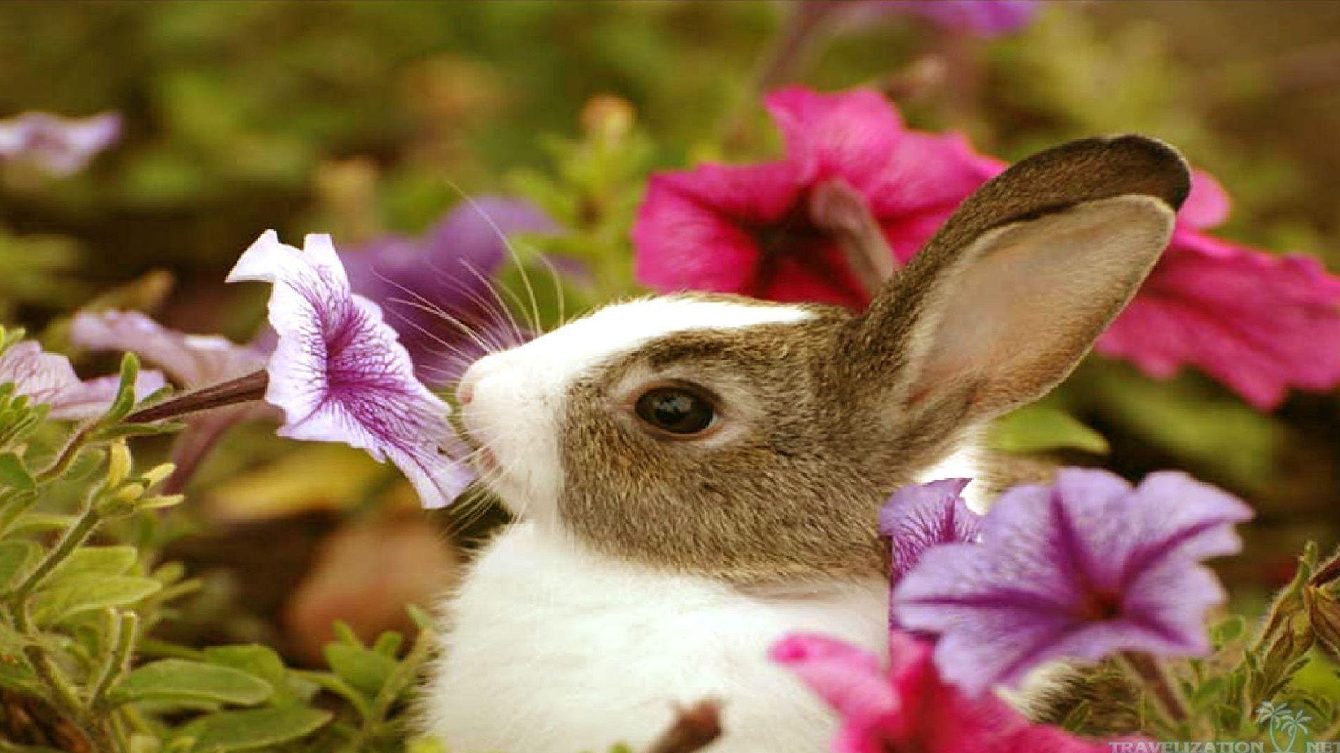 Cute Pink Animal Wallpapers Top Free Cute Pink Animal Backgrounds WallpaperAccess