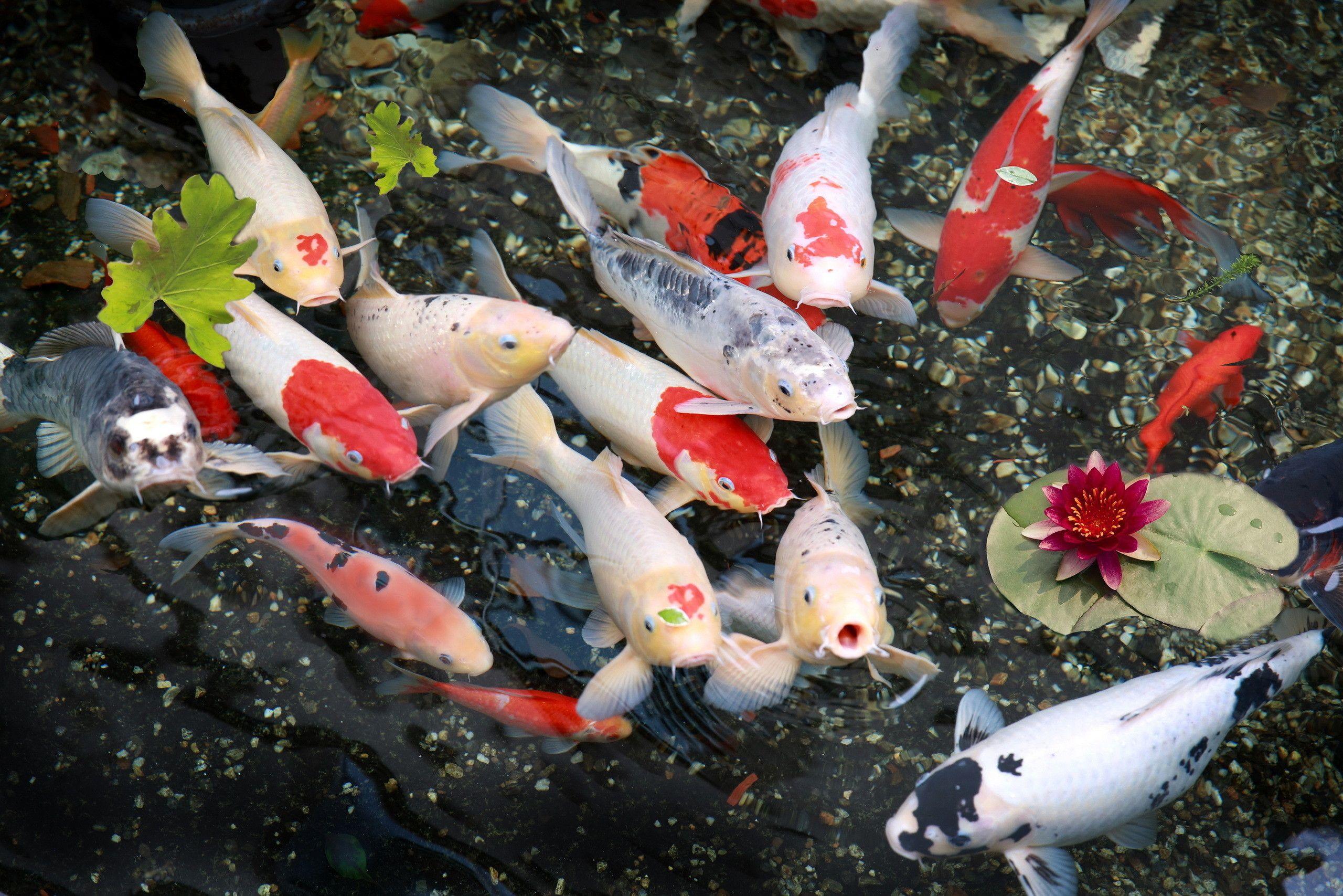 Koi Pond Wallpapers Top Free Koi Pond Backgrounds WallpaperAccess