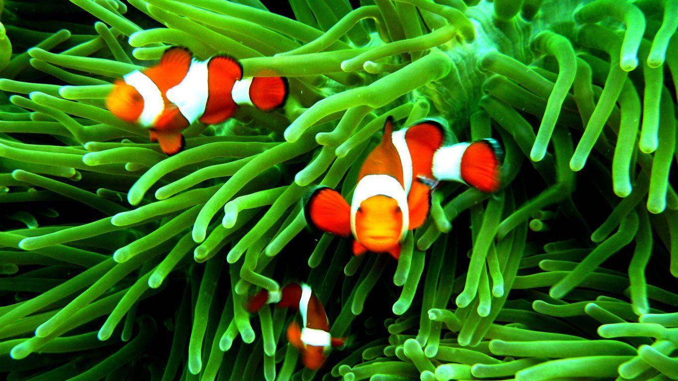 Koi Fish Pond Wallpapers Top Free Koi Fish Pond Backgrounds