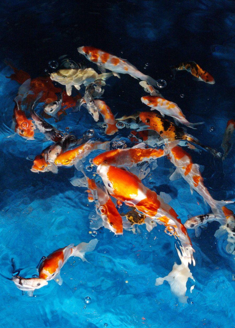 Live Koi Fish 4K Wallpapers Top Free Live Koi Fish 4K Backgrounds