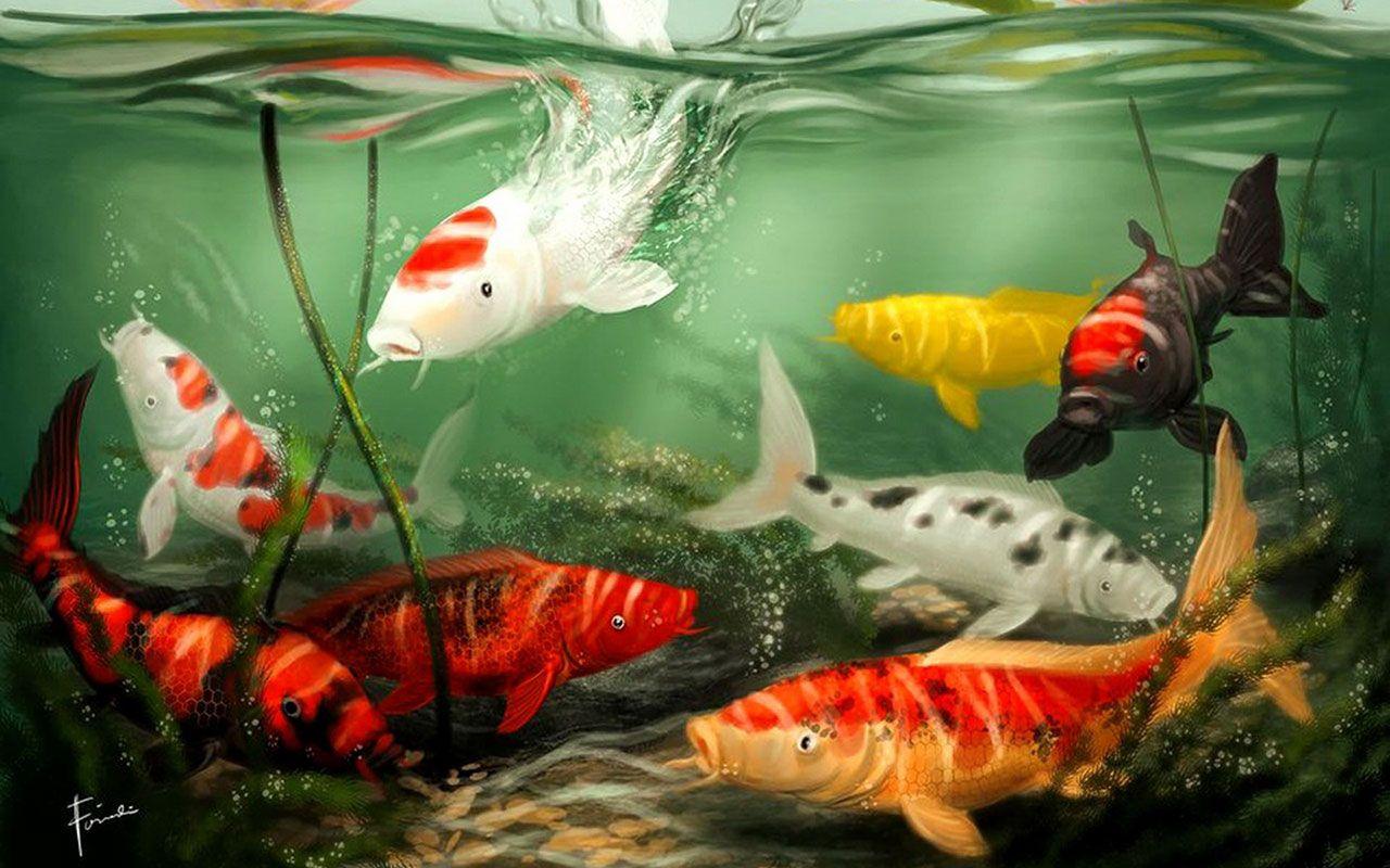 Japan Koi Desktop Wallpapers Top Free Japan Koi Desktop Backgrounds