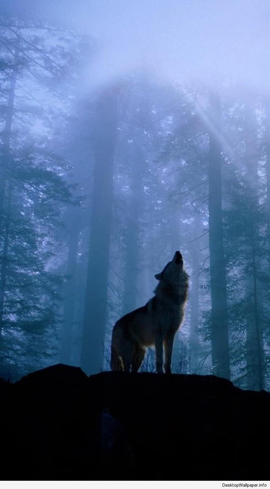 Wolf Wallpapers Top Free Wolf Backgrounds WallpaperAccess