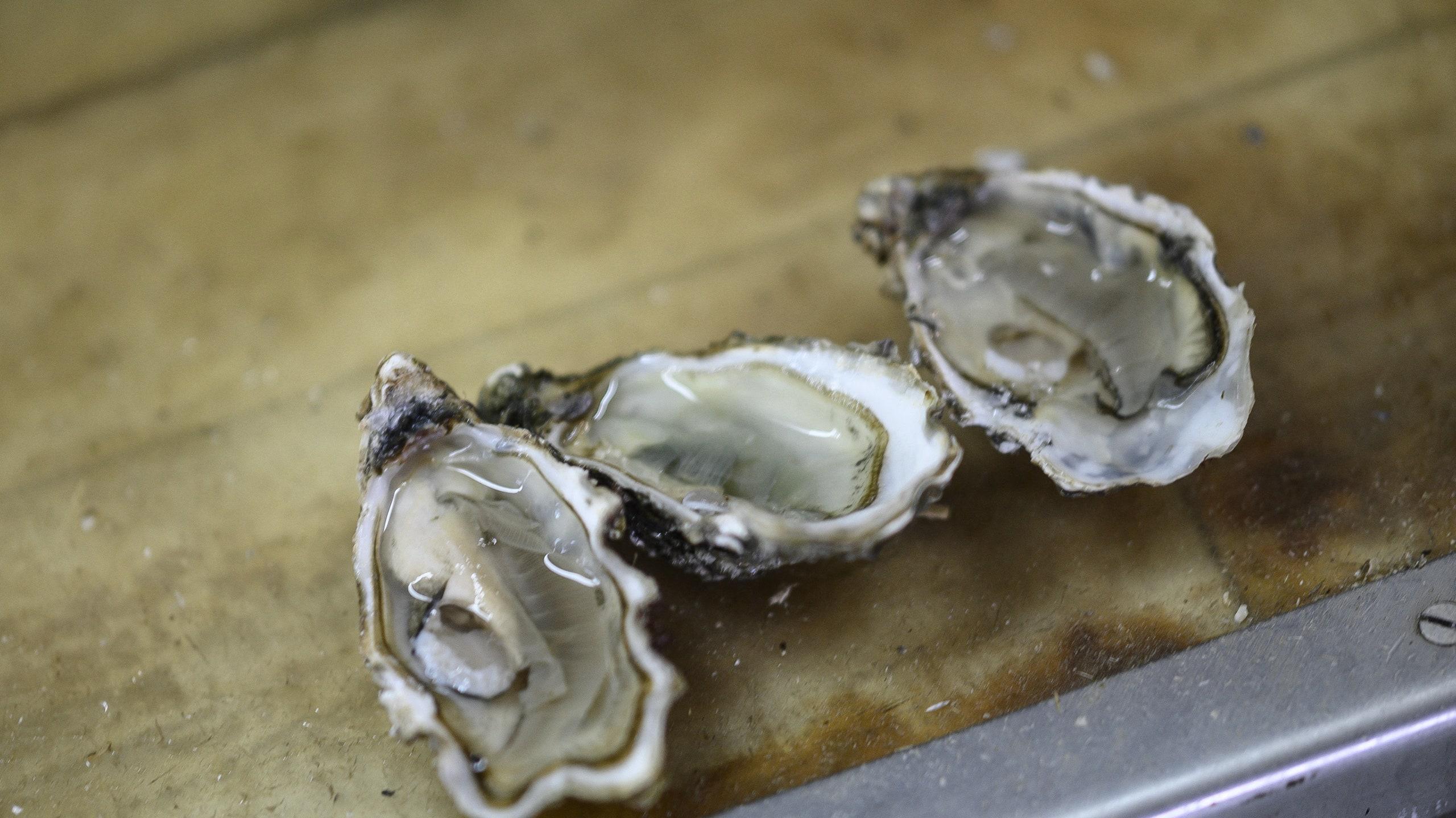 Oysters Wallpapers Top Free Oysters Backgrounds WallpaperAccess