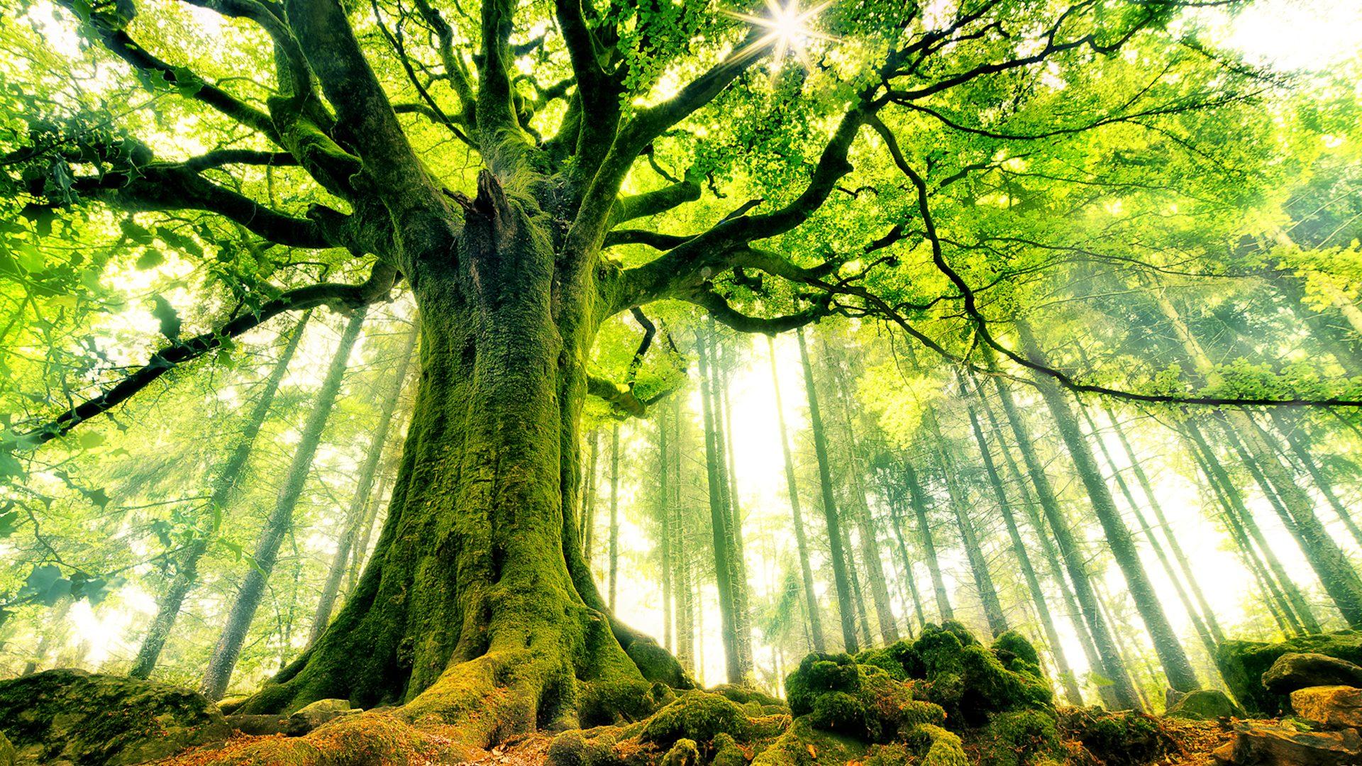 Canopy Wallpapers Top Free Canopy Backgrounds Wallpaperaccess