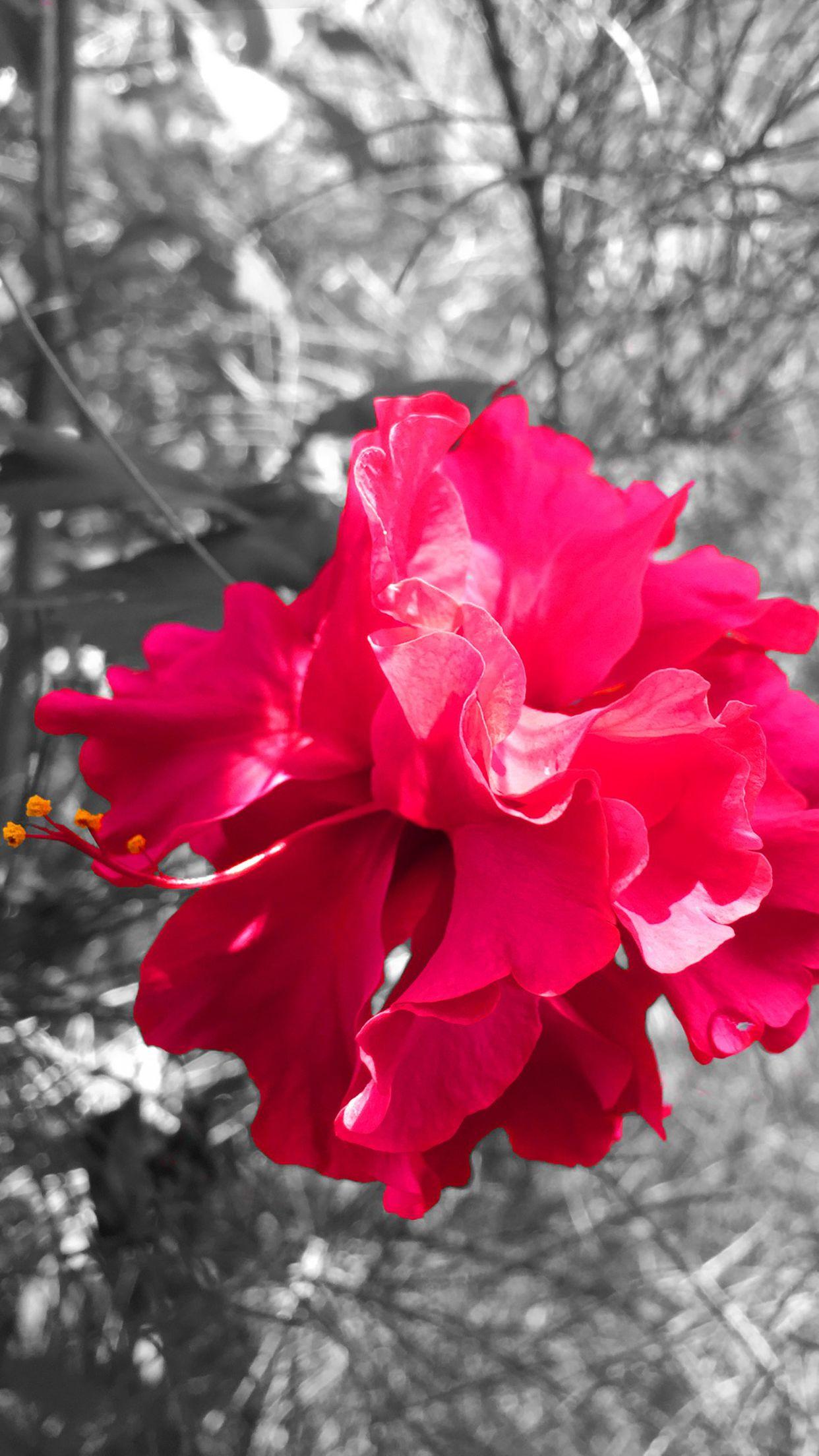 Black and Pink Flower Wallpapers Top Free Black and Pink Flower