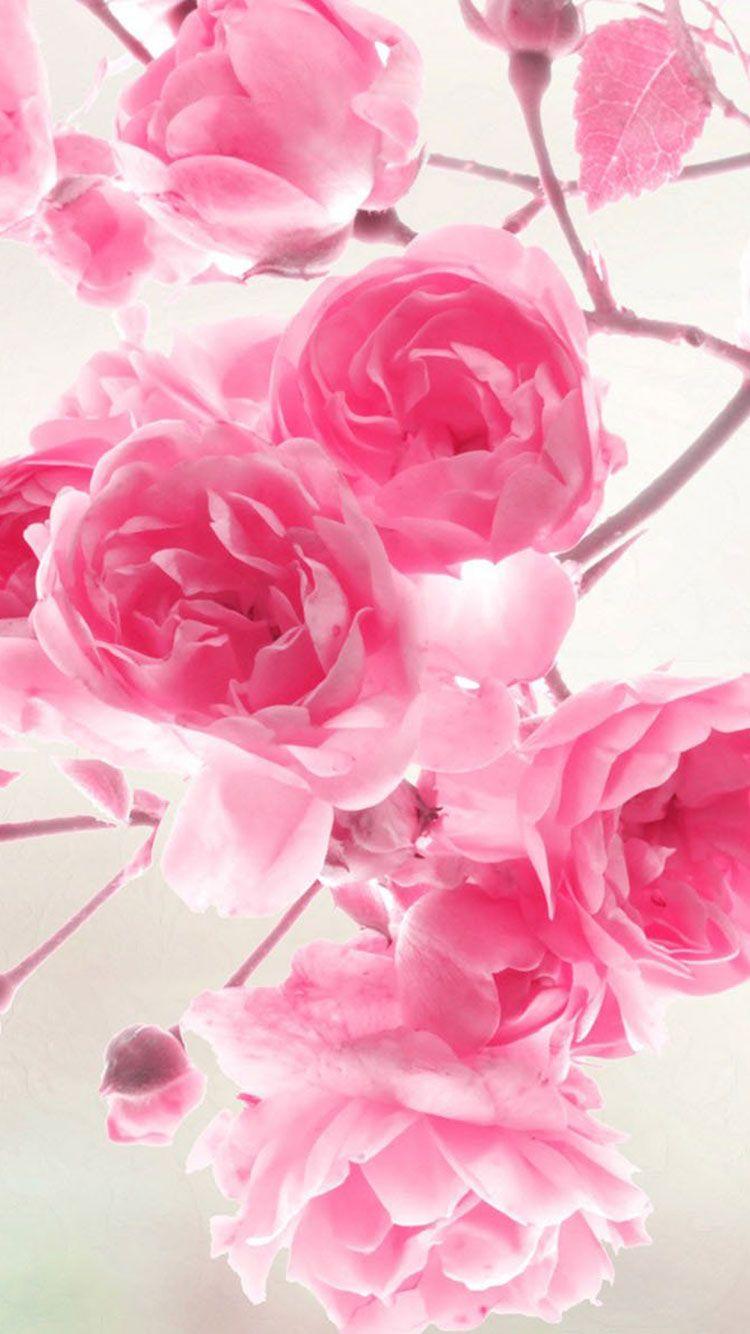 Black and Pink iPhone Wallpapers Top Free Black and Pink iPhone