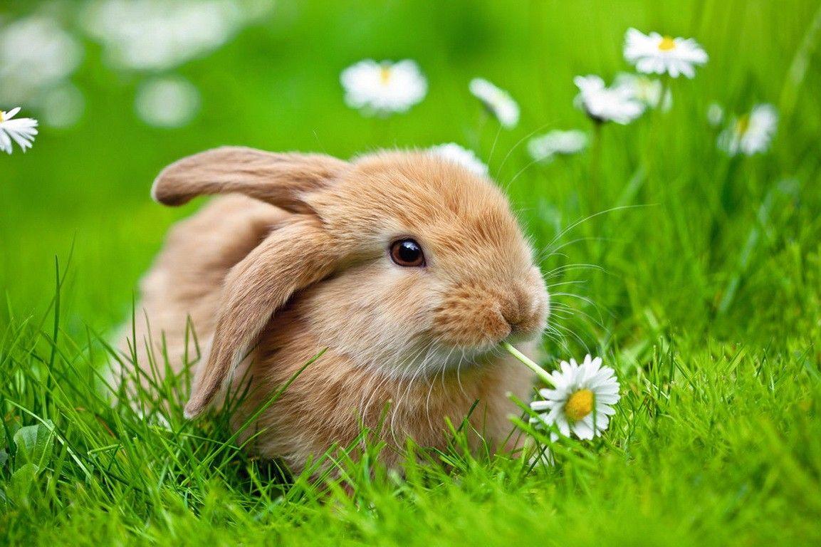 Cute Bunny Desktop Wallpapers Top Free Cute Bunny Desktop Backgrounds