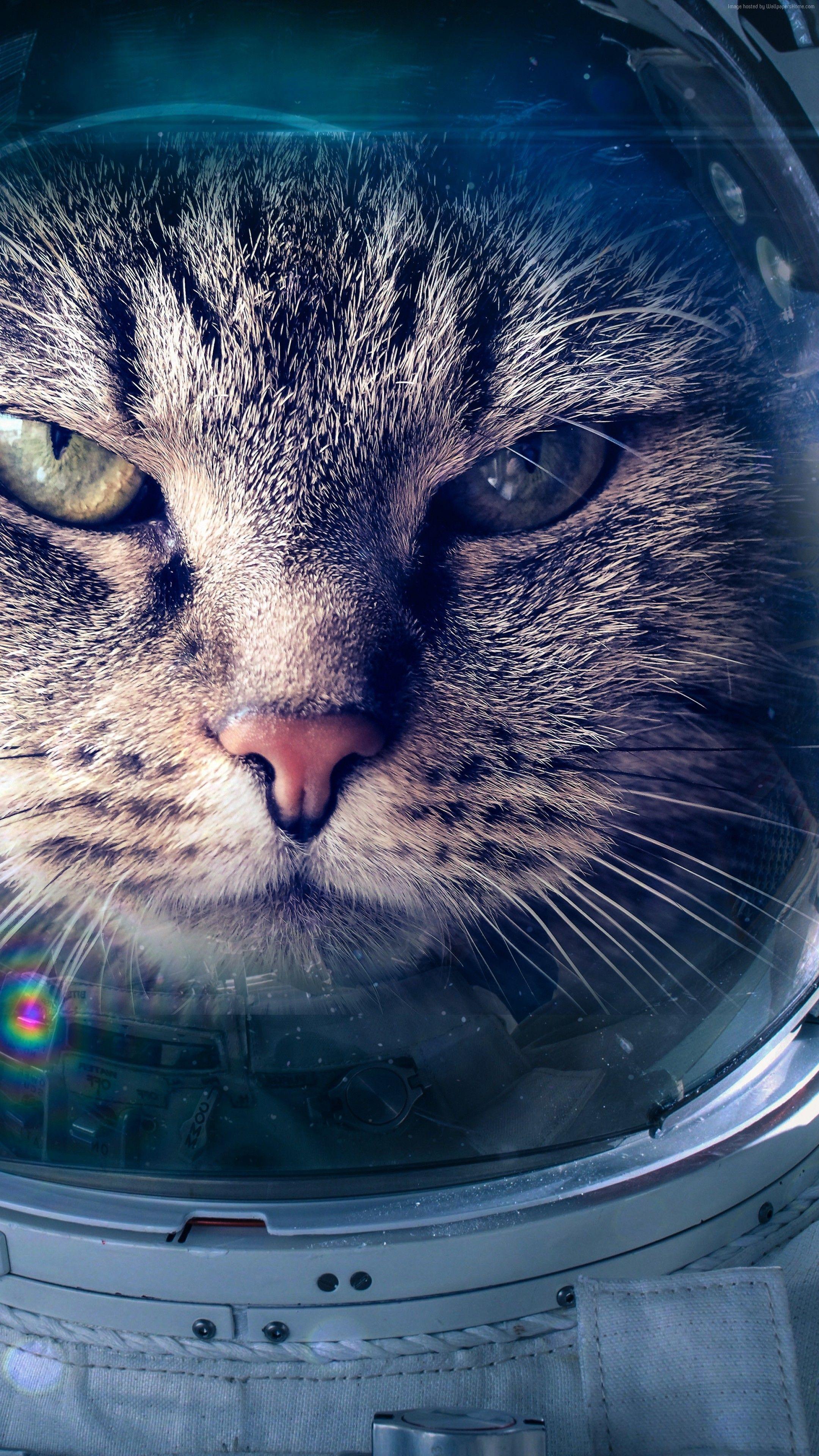 Astronaut Cat Phone Wallpapers Top Free Astronaut Cat Phone