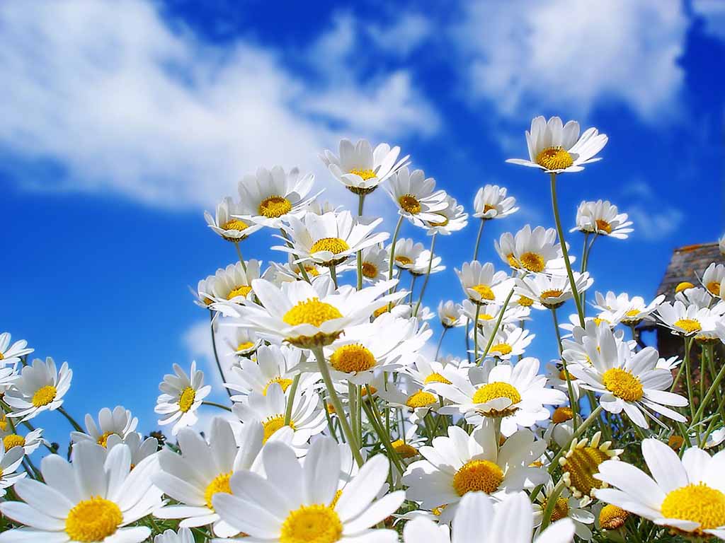 Flower Scenery Wallpapers Top Free Flower Scenery Backgrounds WallpaperAccess