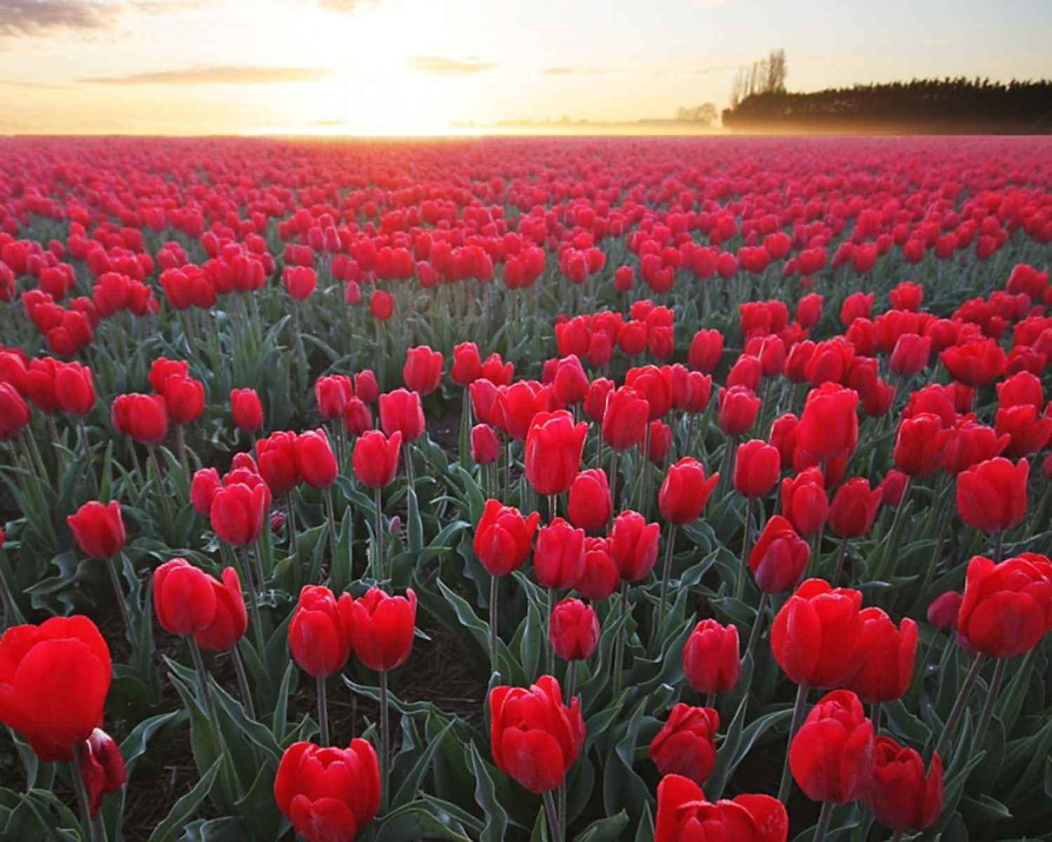 Wallpaper Flower Rose Scenery GAMBAR BUNGA