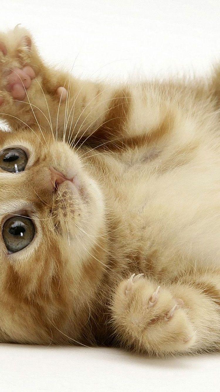 Funny Cat iPhone Wallpapers Top Free Funny Cat iPhone Backgrounds