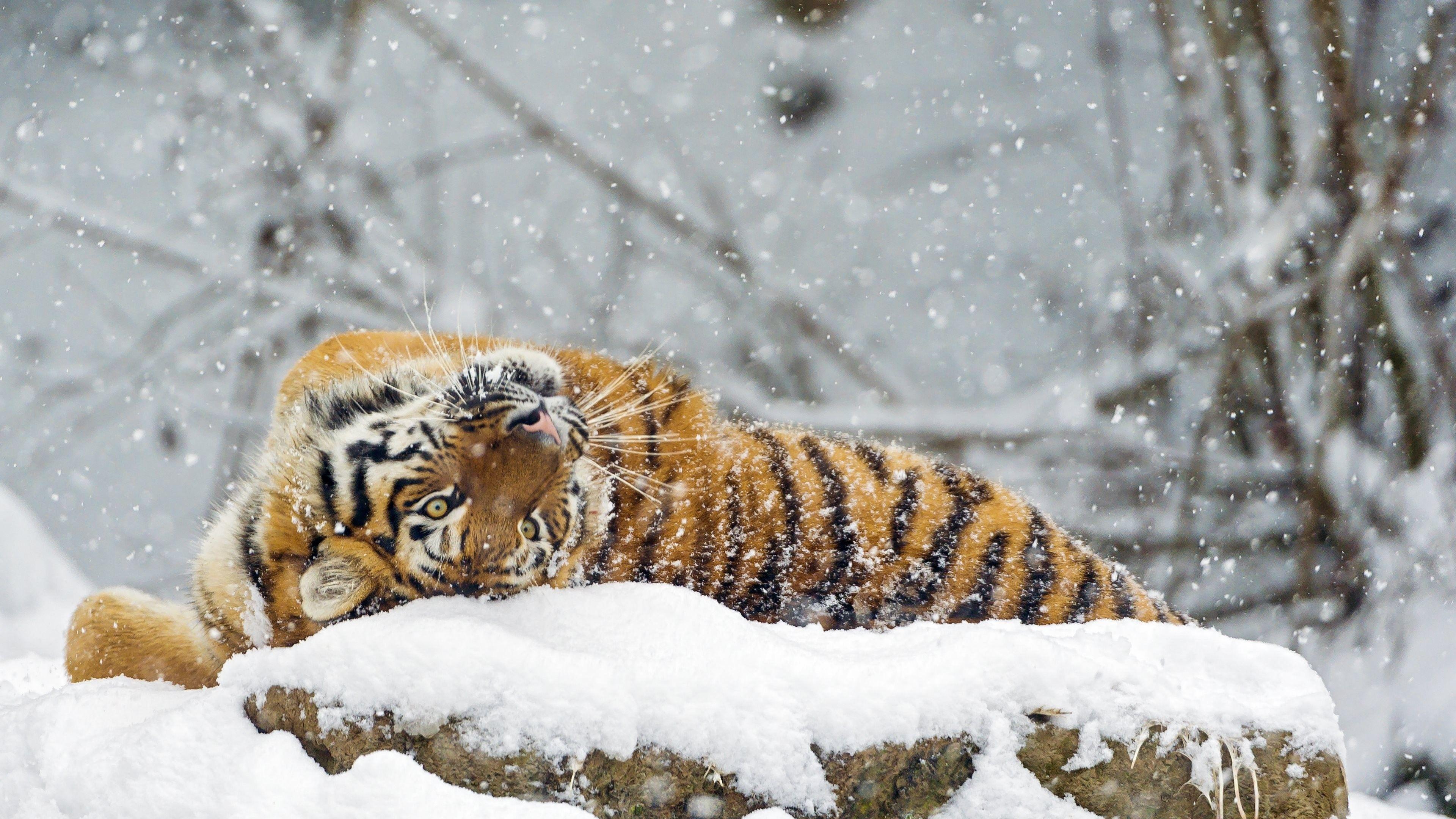 Animals Snow 4K Wallpapers Top Free Animals Snow 4K Backgrounds