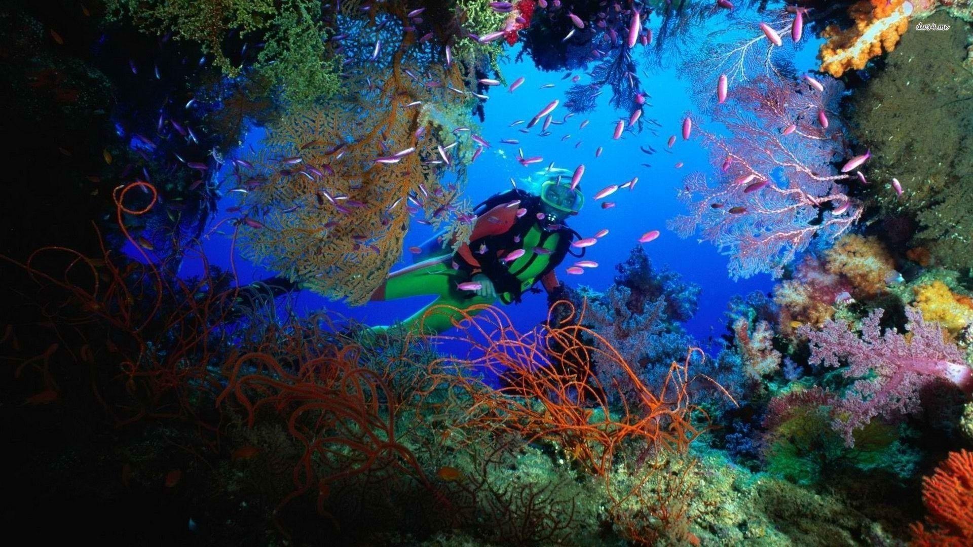 Scuba Diving Wallpapers Top Free Scuba Diving Backgrounds