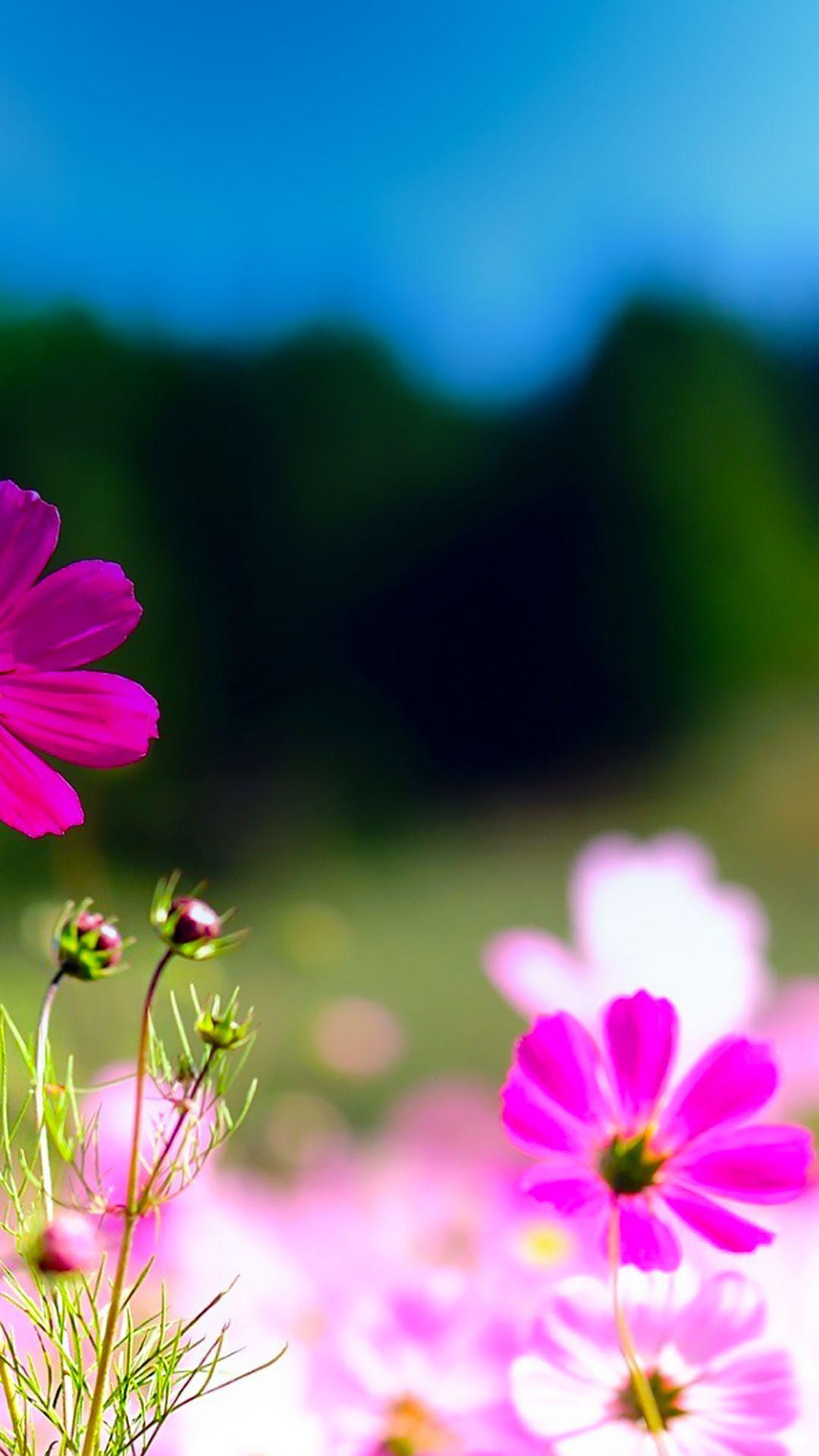 Creative Flower Wallpapers Top Free Creative Flower Backgrounds