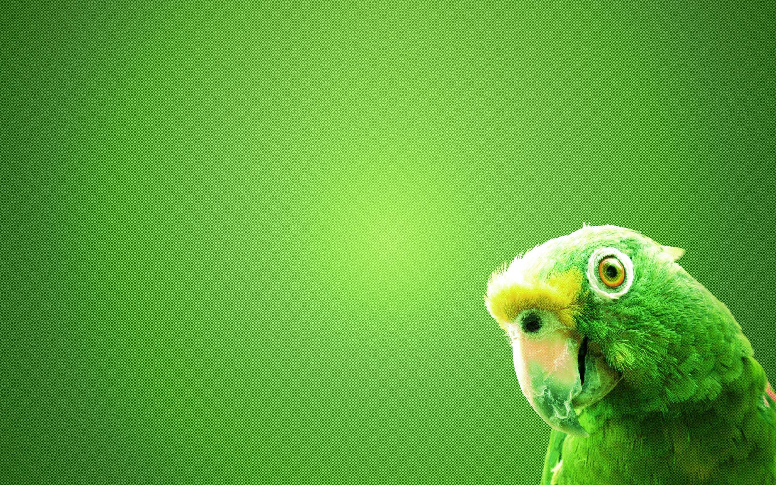 Green Parrot HD Wallpapers Top Free Green Parrot HD Backgrounds