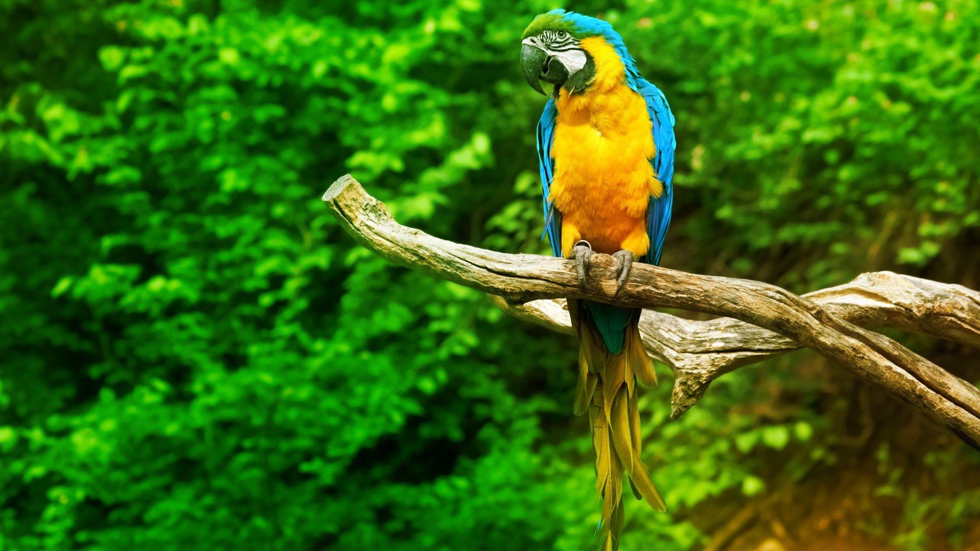 Green Parrot HD Wallpapers Top Free Green Parrot HD Backgrounds