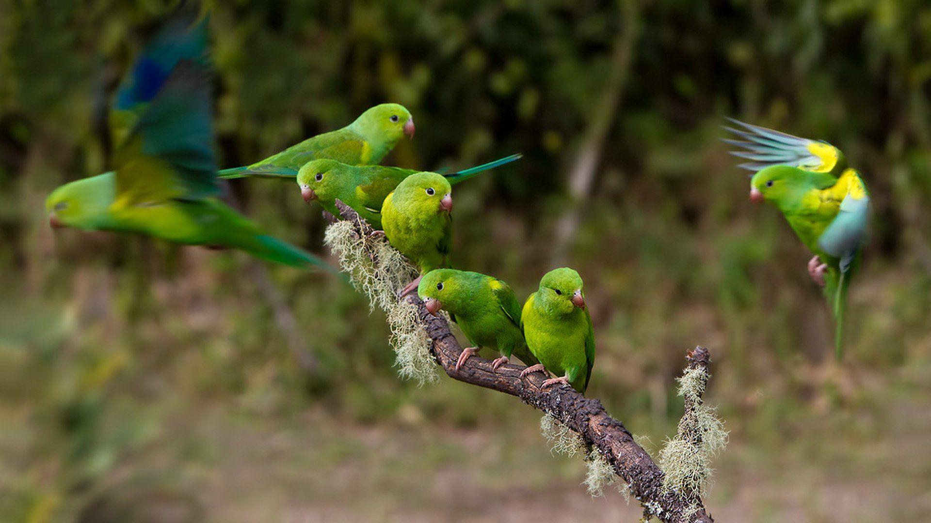 Green Parrot HD Wallpapers Top Free Green Parrot HD Backgrounds WallpaperAccess