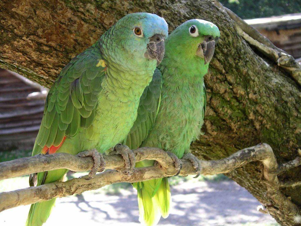 Green Parrot HD Wallpapers Top Free Green Parrot HD Backgrounds