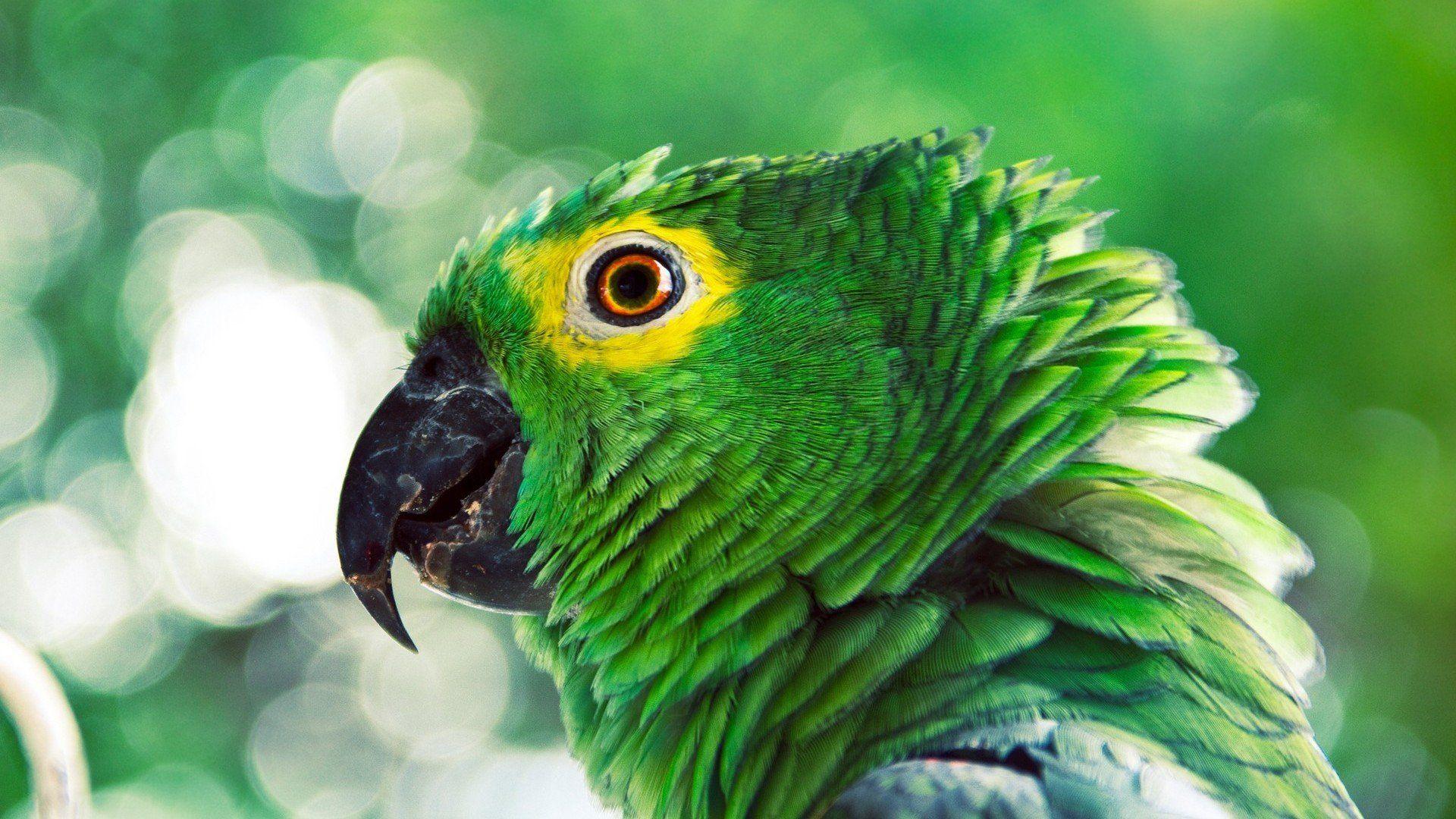 Green Parrot HD Wallpapers Top Free Green Parrot HD Backgrounds