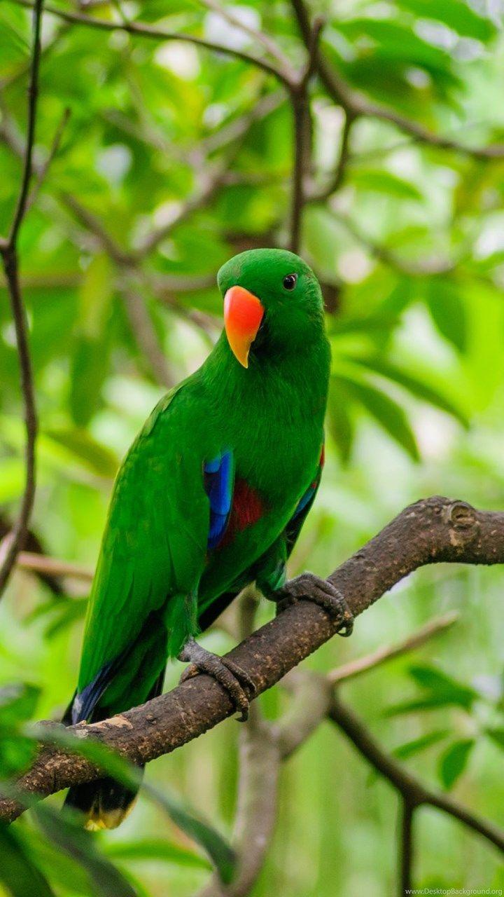 Green Parrot HD Wallpapers Top Free Green Parrot HD Backgrounds