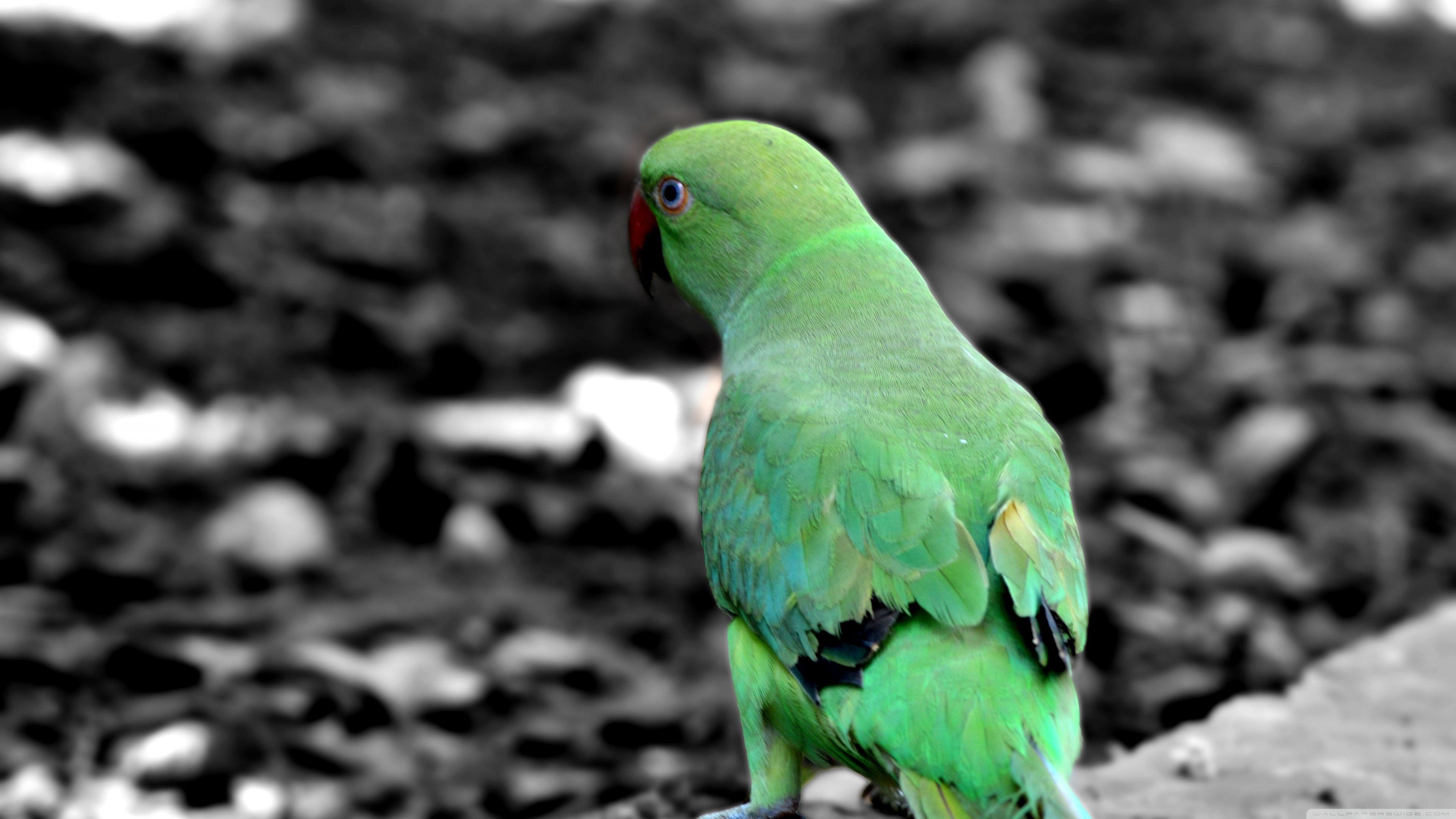 Green Parrot HD Wallpapers Top Free Green Parrot HD Backgrounds WallpaperAccess