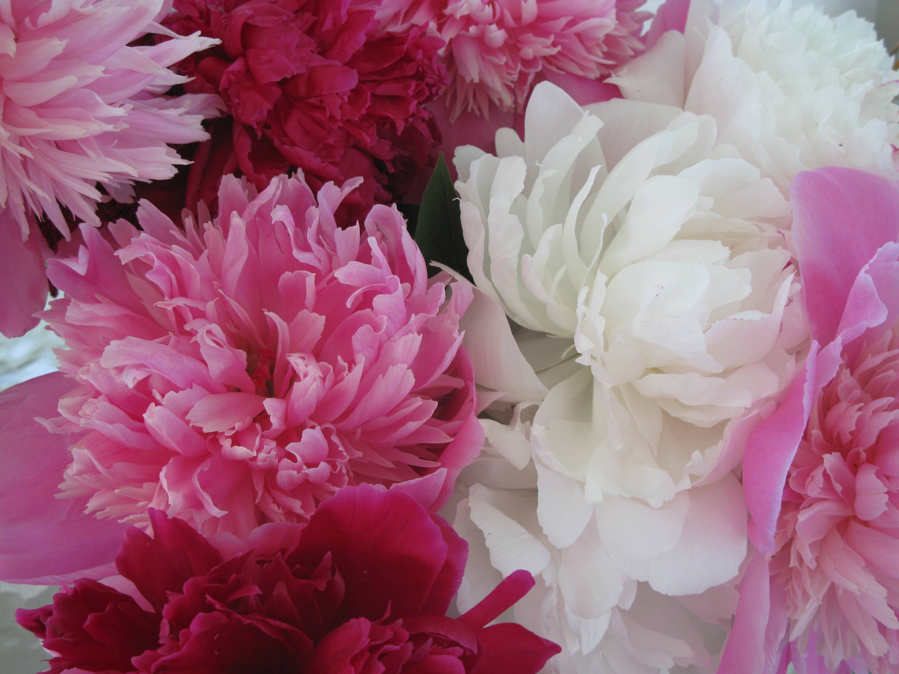 Pink Peonies Desktop Wallpapers Top Free Pink Peonies Desktop