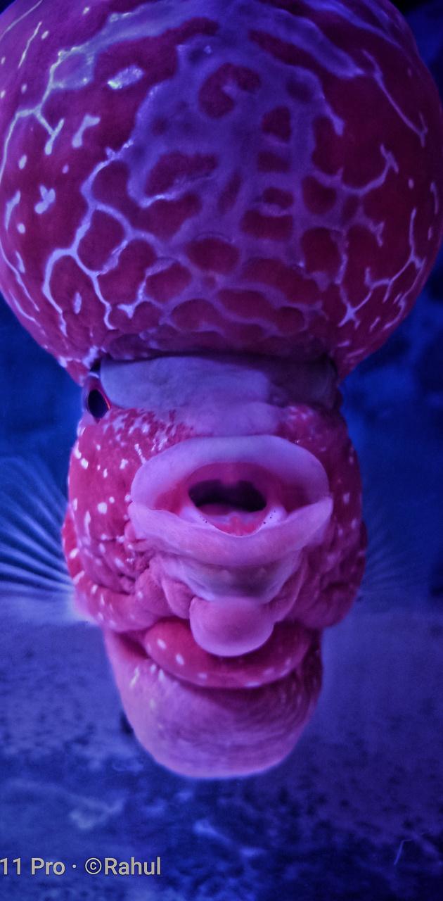 Flowerhorn Wallpapers Top Free Flowerhorn Backgrounds WallpaperAccess