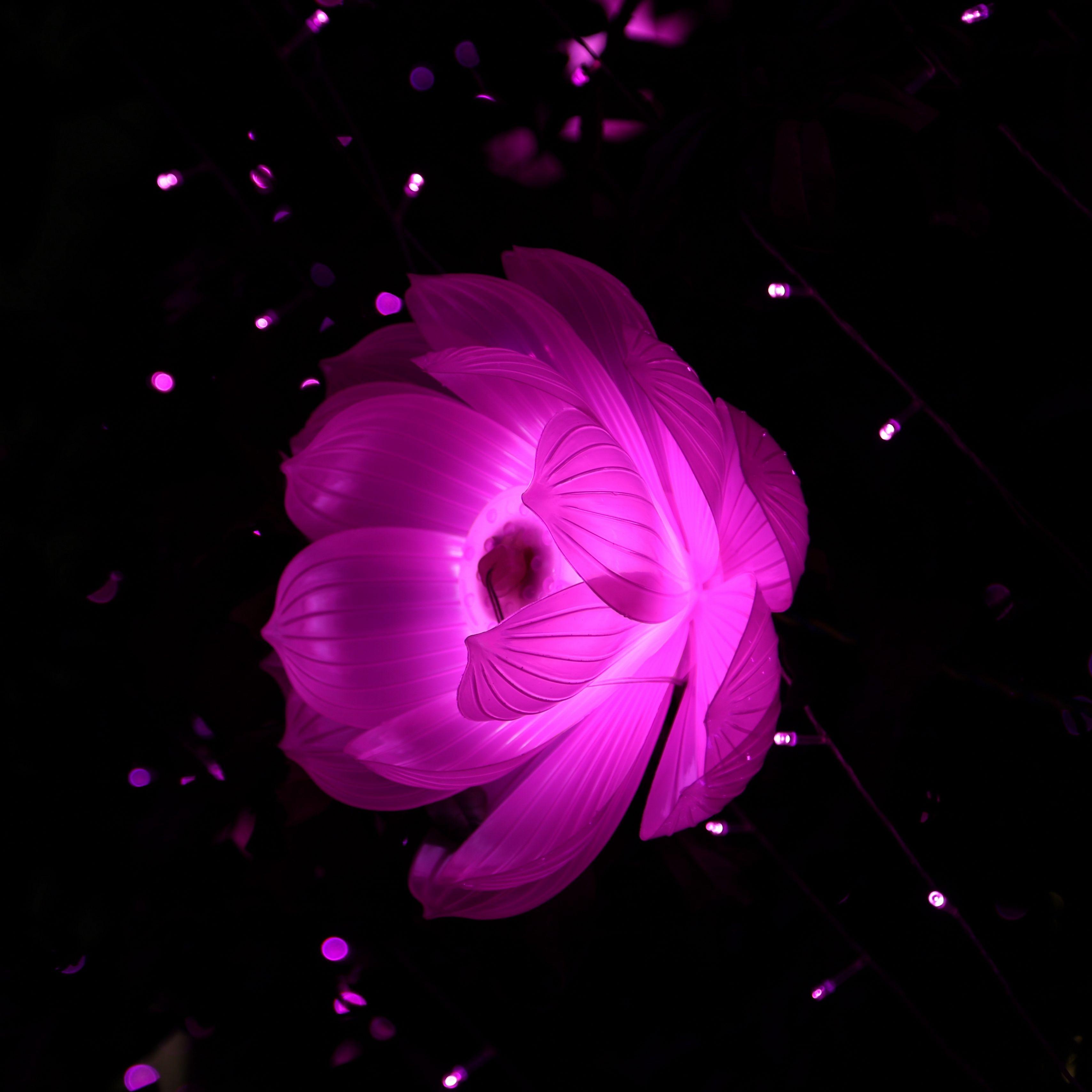 Light Flower Wallpapers Top Free Light Flower Backgrounds