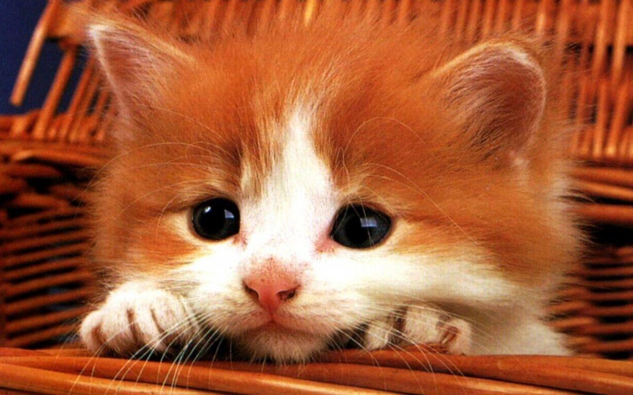Orange Kitten Wallpapers Top Free Orange Kitten Backgrounds
