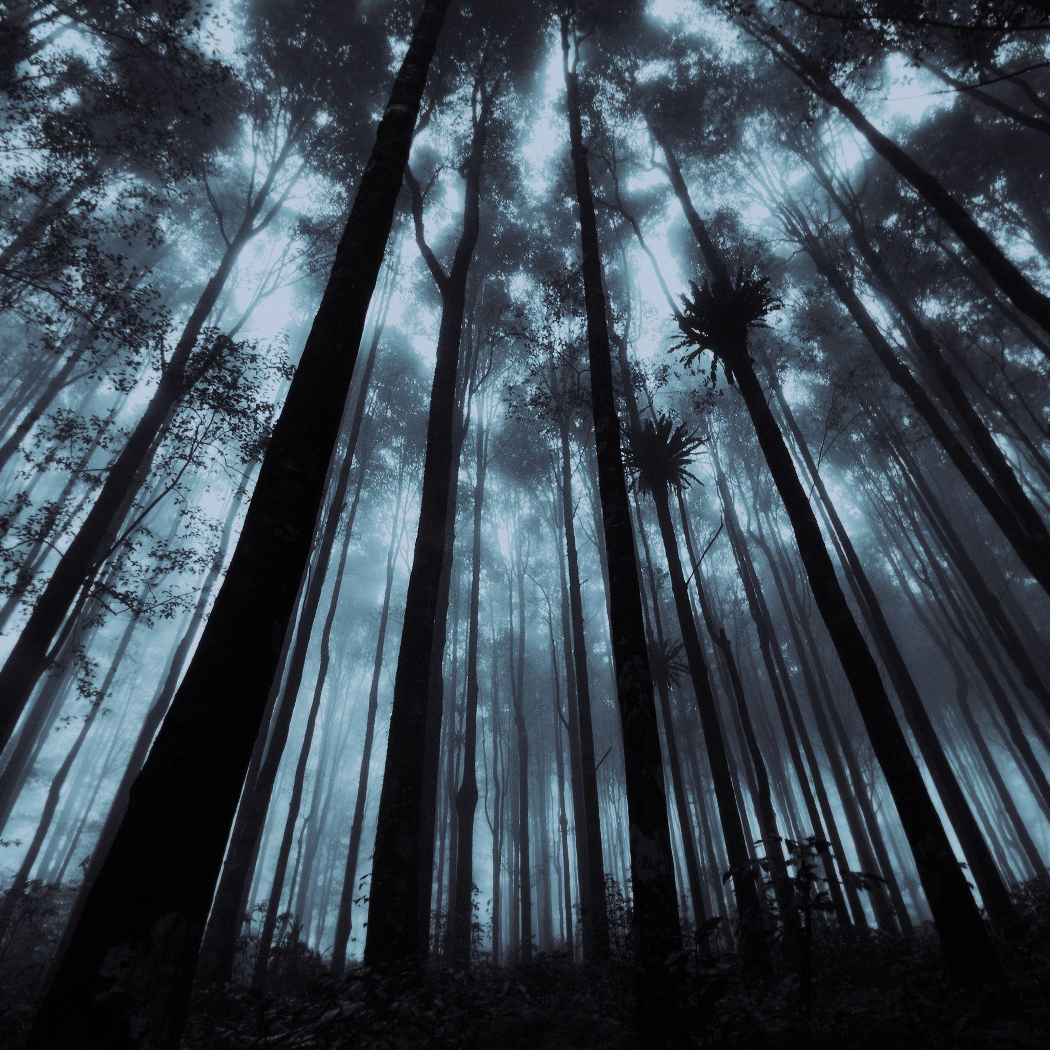 Tall Trees Wallpapers Top Free Tall Trees Backgrounds WallpaperAccess