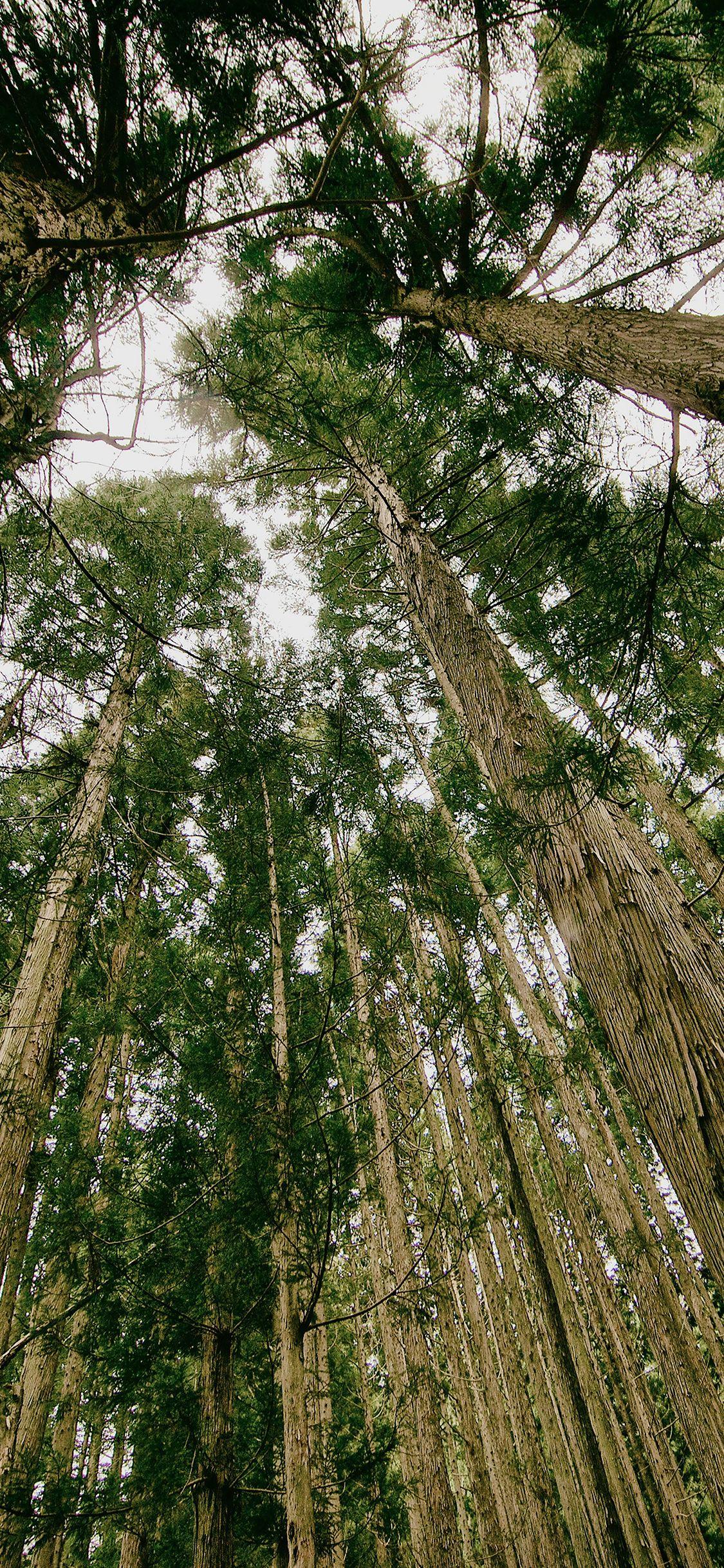 Tall Trees Wallpapers Top Free Tall Trees Backgrounds WallpaperAccess