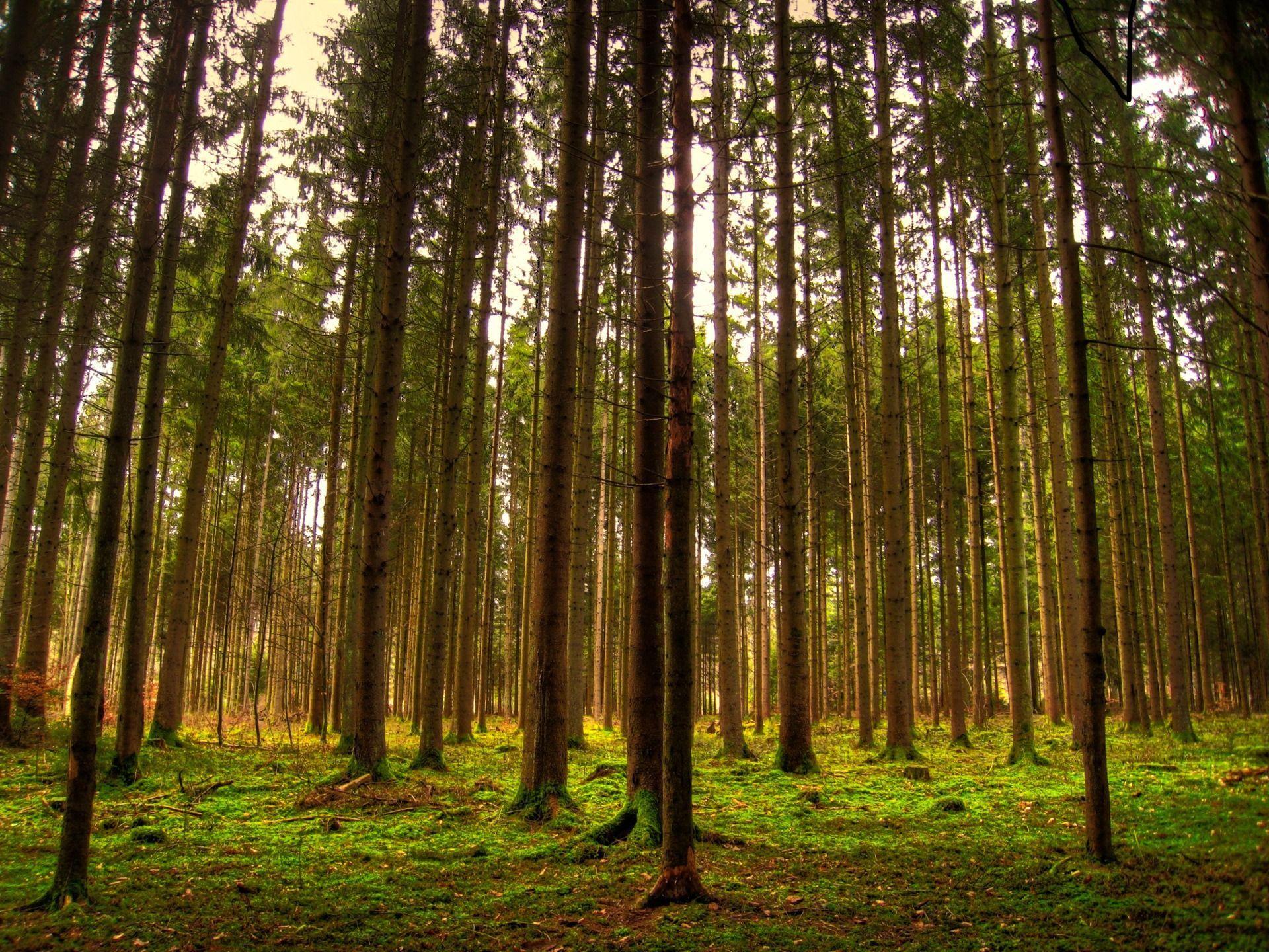 Tall Trees Wallpapers Top Free Tall Trees Backgrounds WallpaperAccess