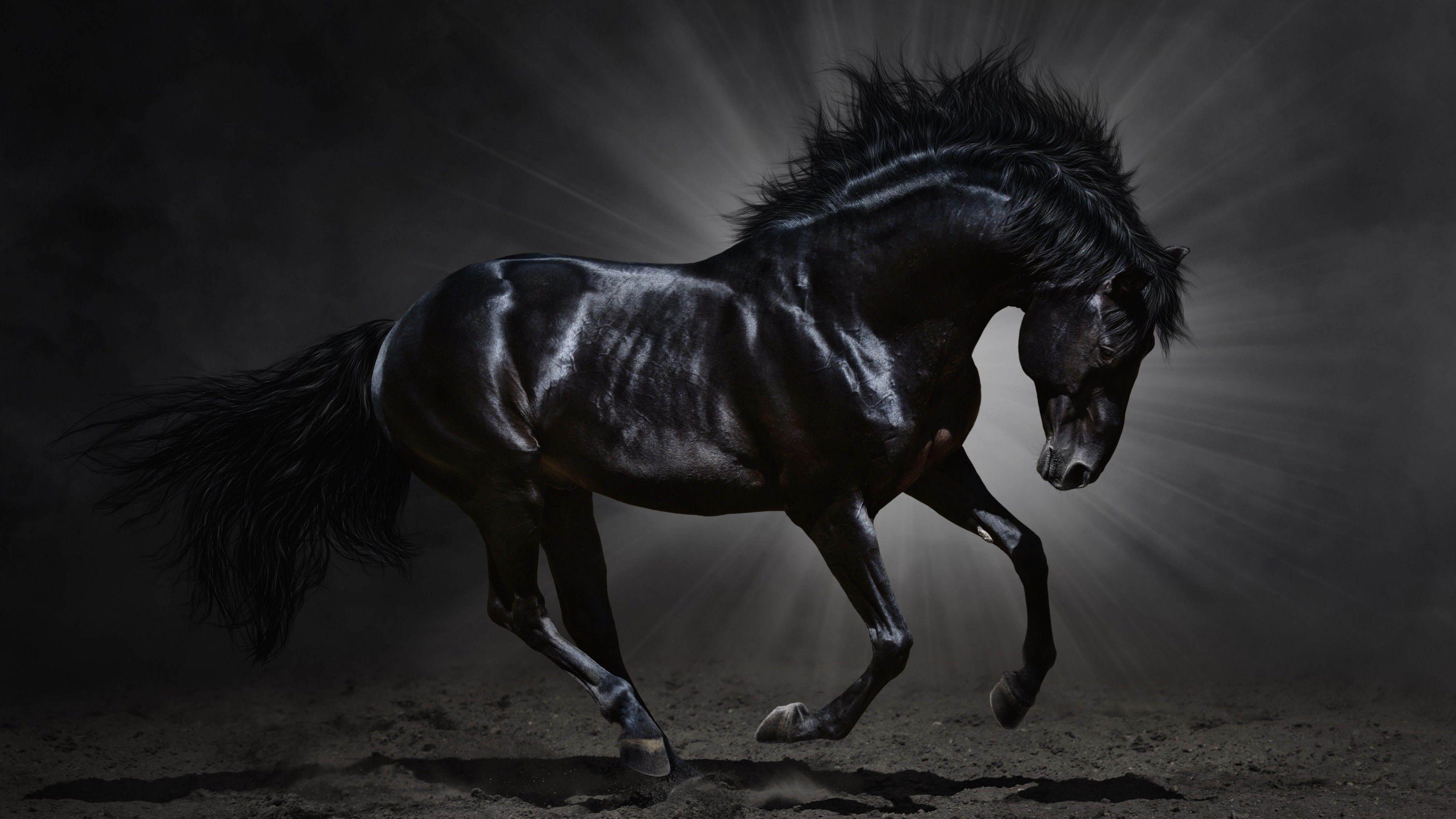 Horse Black Wallpapers Top Free Horse Black Backgrounds WallpaperAccess