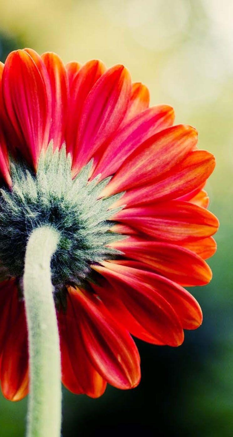 Red Flower iPhone Wallpapers Top Free Red Flower iPhone Backgrounds