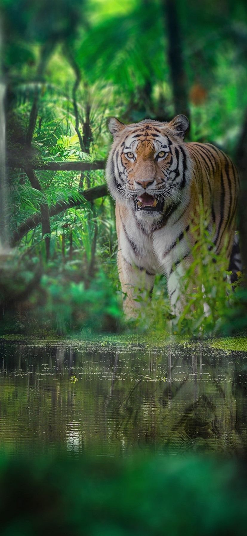 Royal Bengal Tiger Wallpapers Top Free Royal Bengal Tiger Backgrounds
