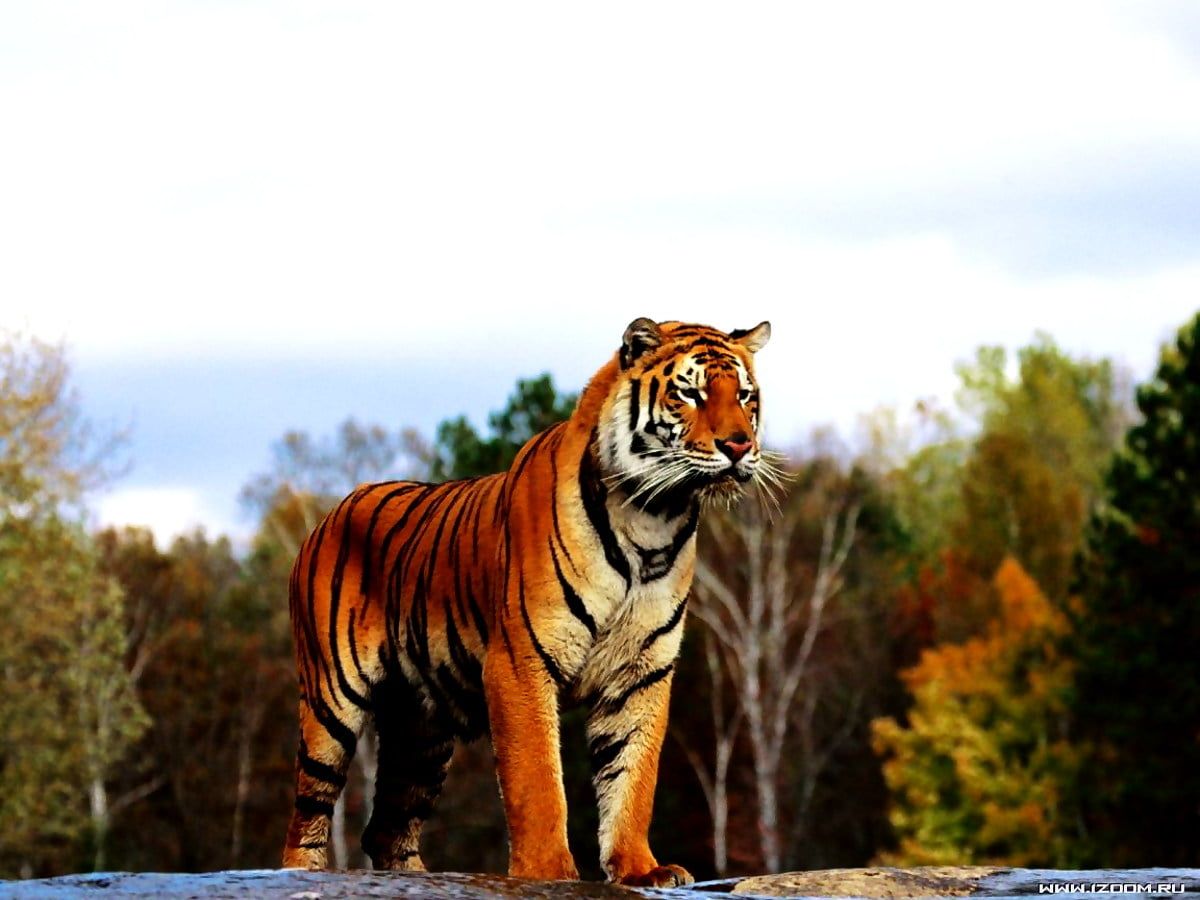 Royal Bengal Tiger Wallpapers Top Free Royal Bengal Tiger Backgrounds