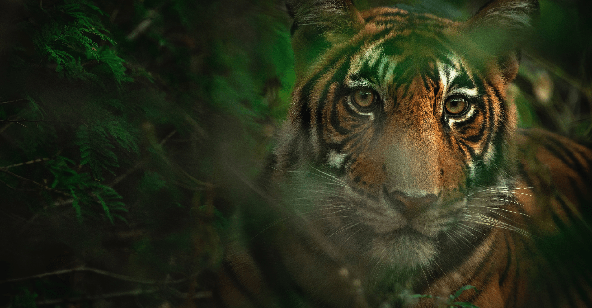 Royal Bengal Tiger Wallpapers Top Free Royal Bengal Tiger Backgrounds