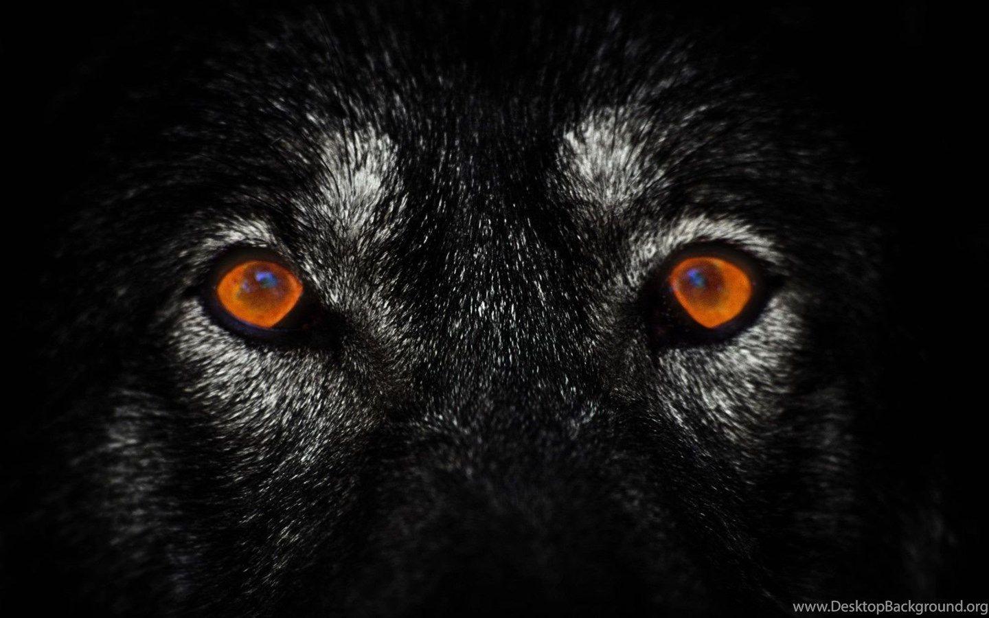 Lone Black Wolf Wallpapers Top Free Lone Black Wolf Backgrounds
