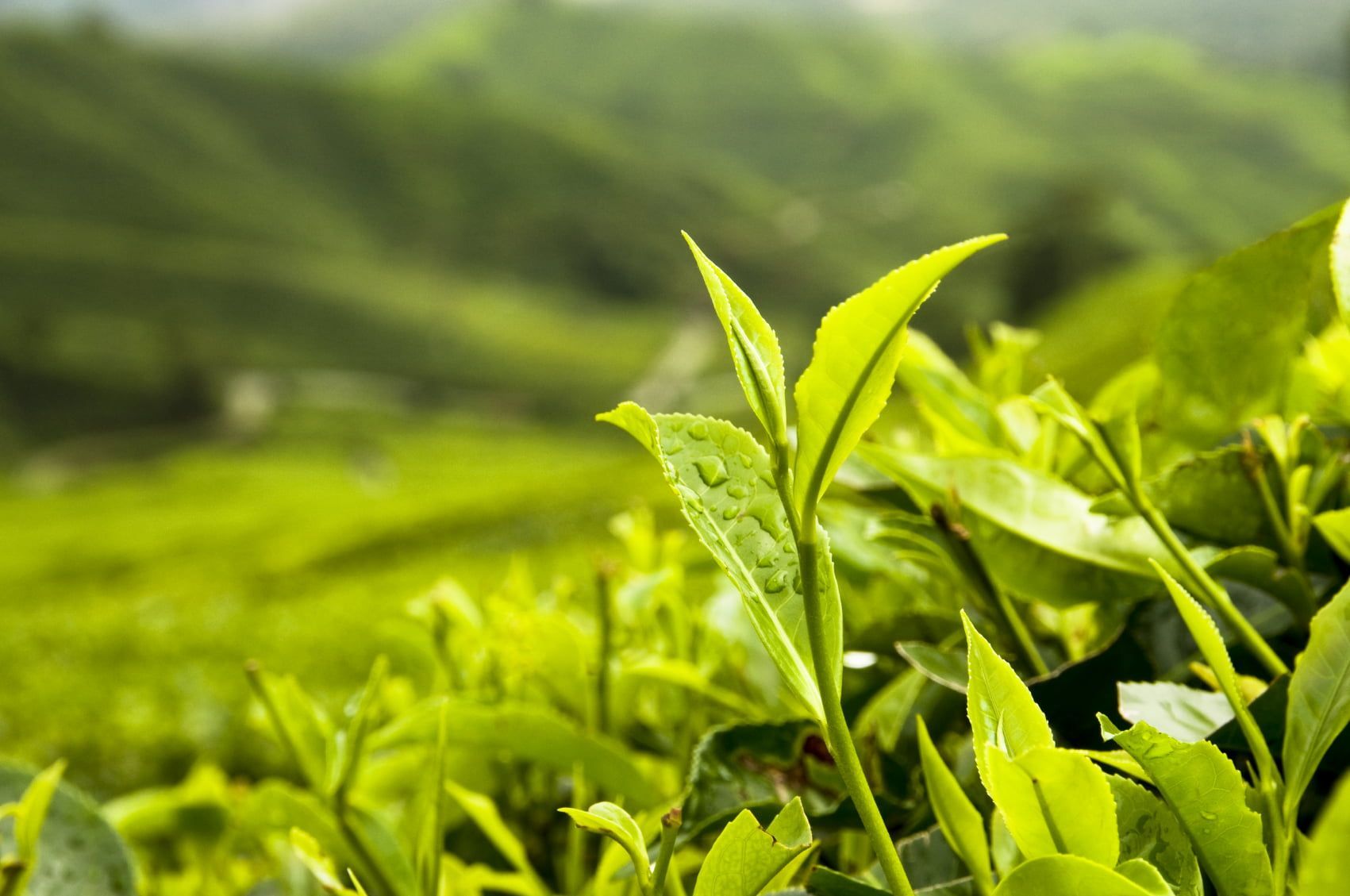 Tea Leaf Wallpapers Top Free Tea Leaf Backgrounds WallpaperAccess
