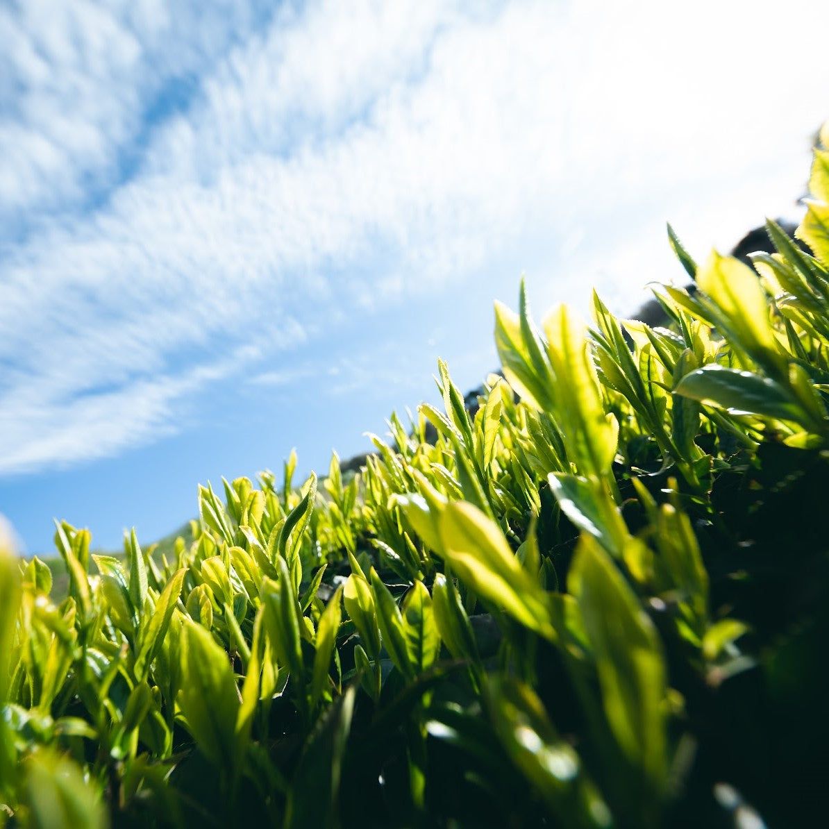 Tea Leaf Wallpapers Top Free Tea Leaf Backgrounds WallpaperAccess