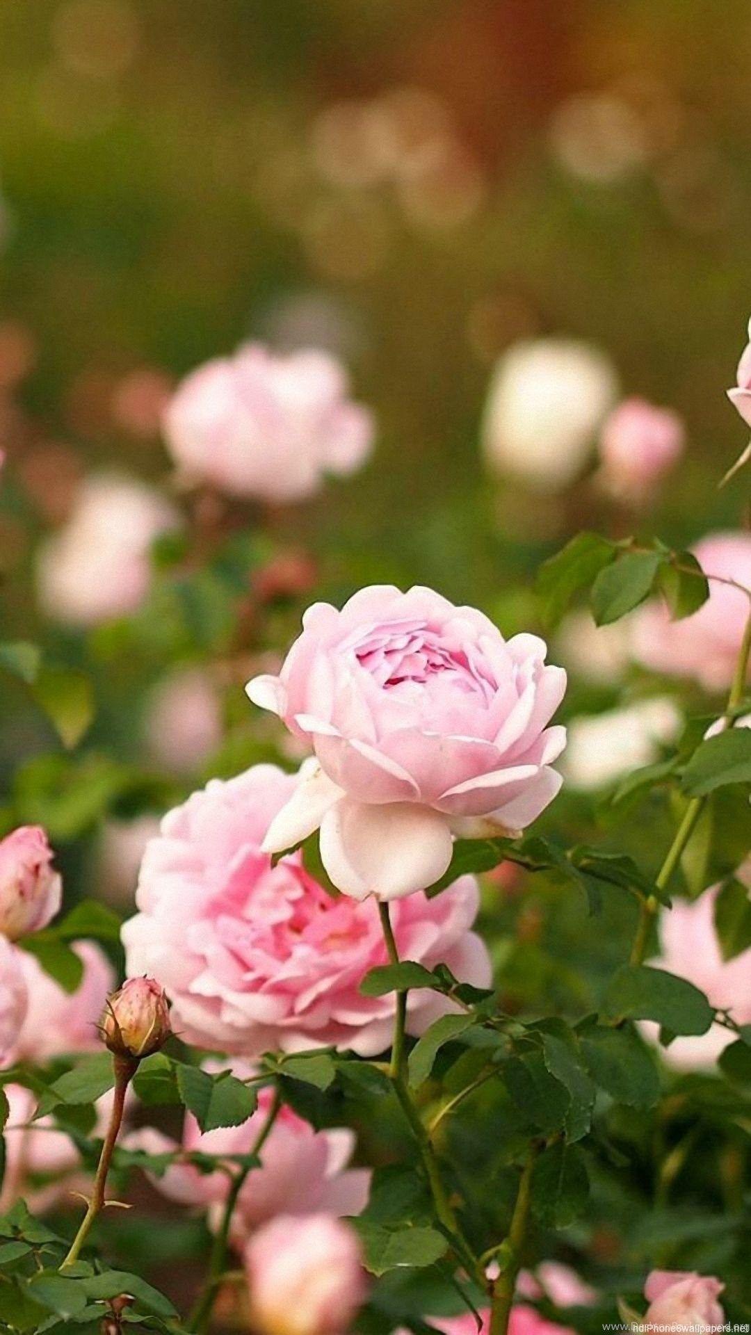 Rose Flowers iPhone 6 Wallpapers Top Free Rose Flowers iPhone 6