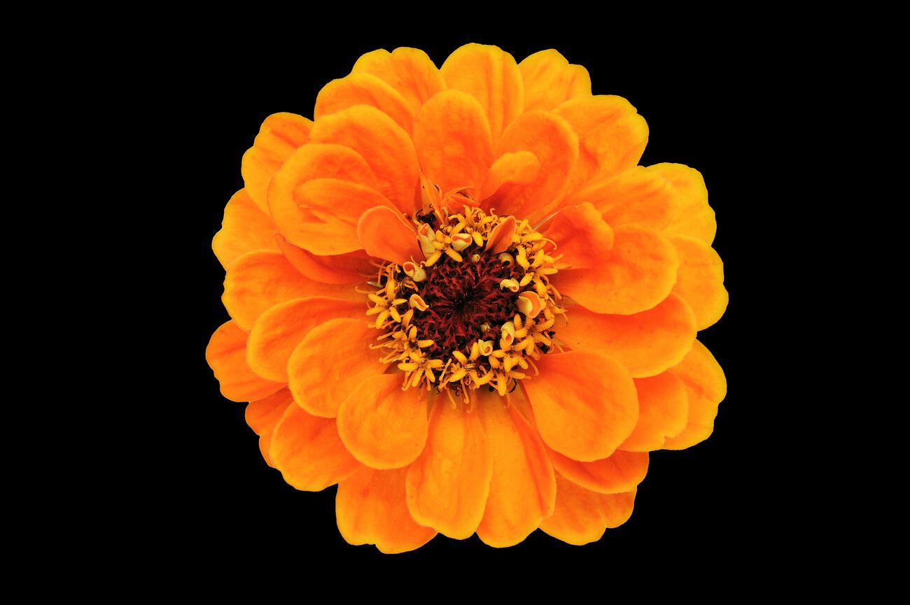 Zinnia Wallpapers Top Free Zinnia Backgrounds WallpaperAccess
