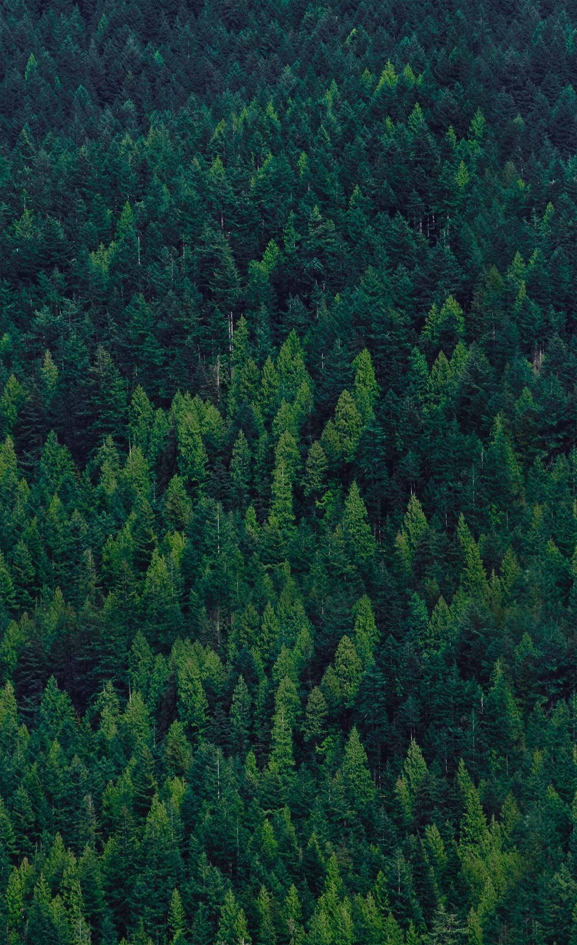 Forest Mobile Wallpapers Top Free Forest Mobile Backgrounds