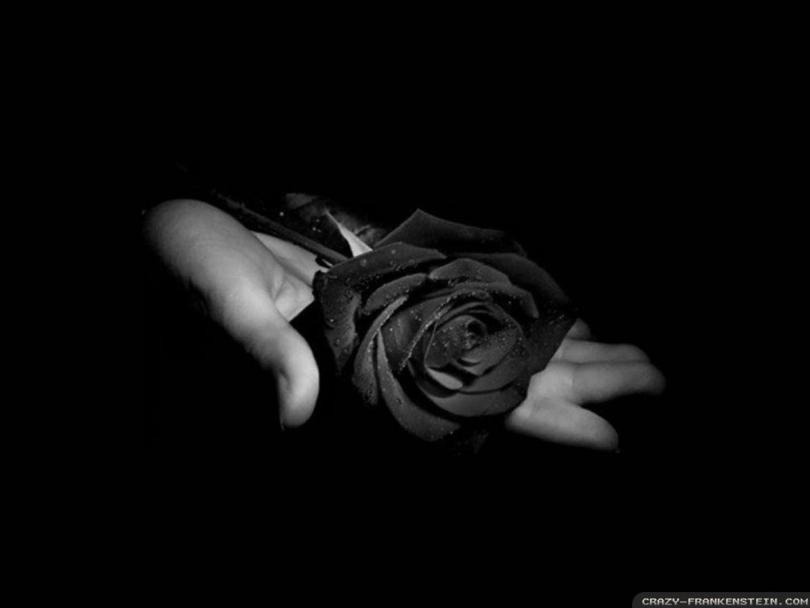 Black Rose Wallpapers Top Free Black Rose Backgrounds WallpaperAccess